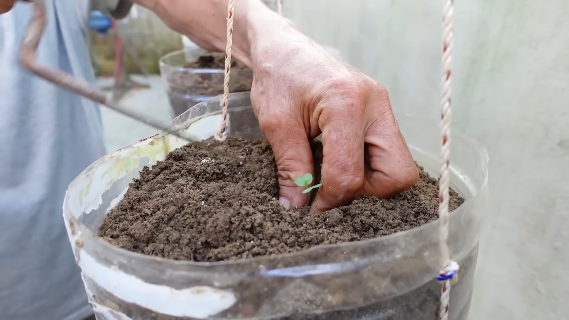 DIY cabbage growing bottles
