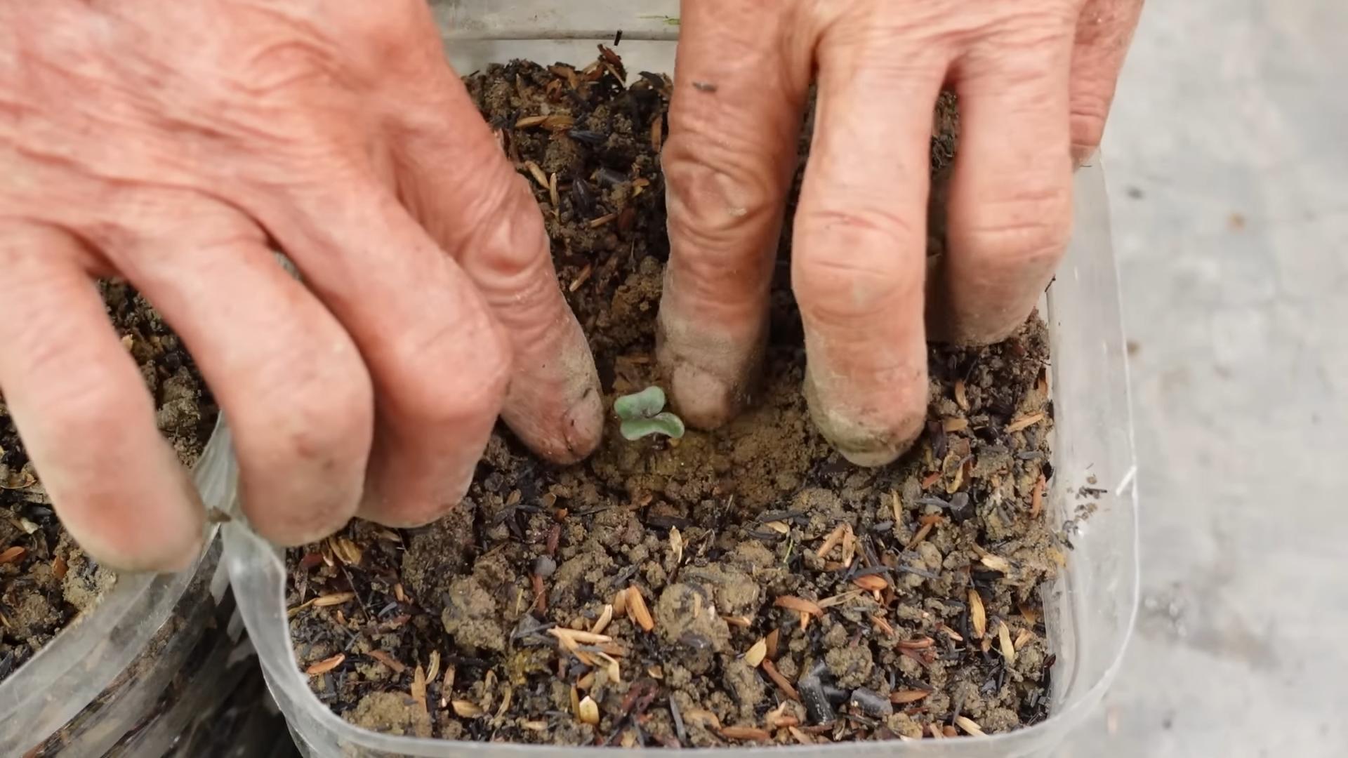 Grow Purple Cabbage Backyard