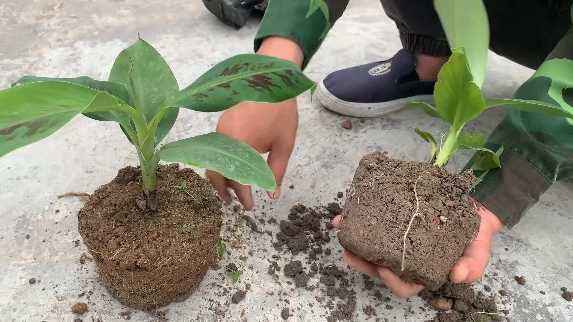 Banana plant propagation methods