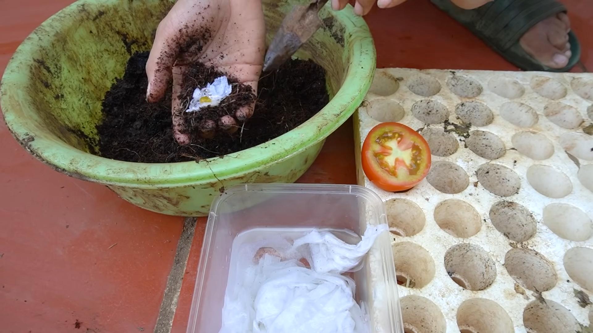 Year Round Tomato Growing
