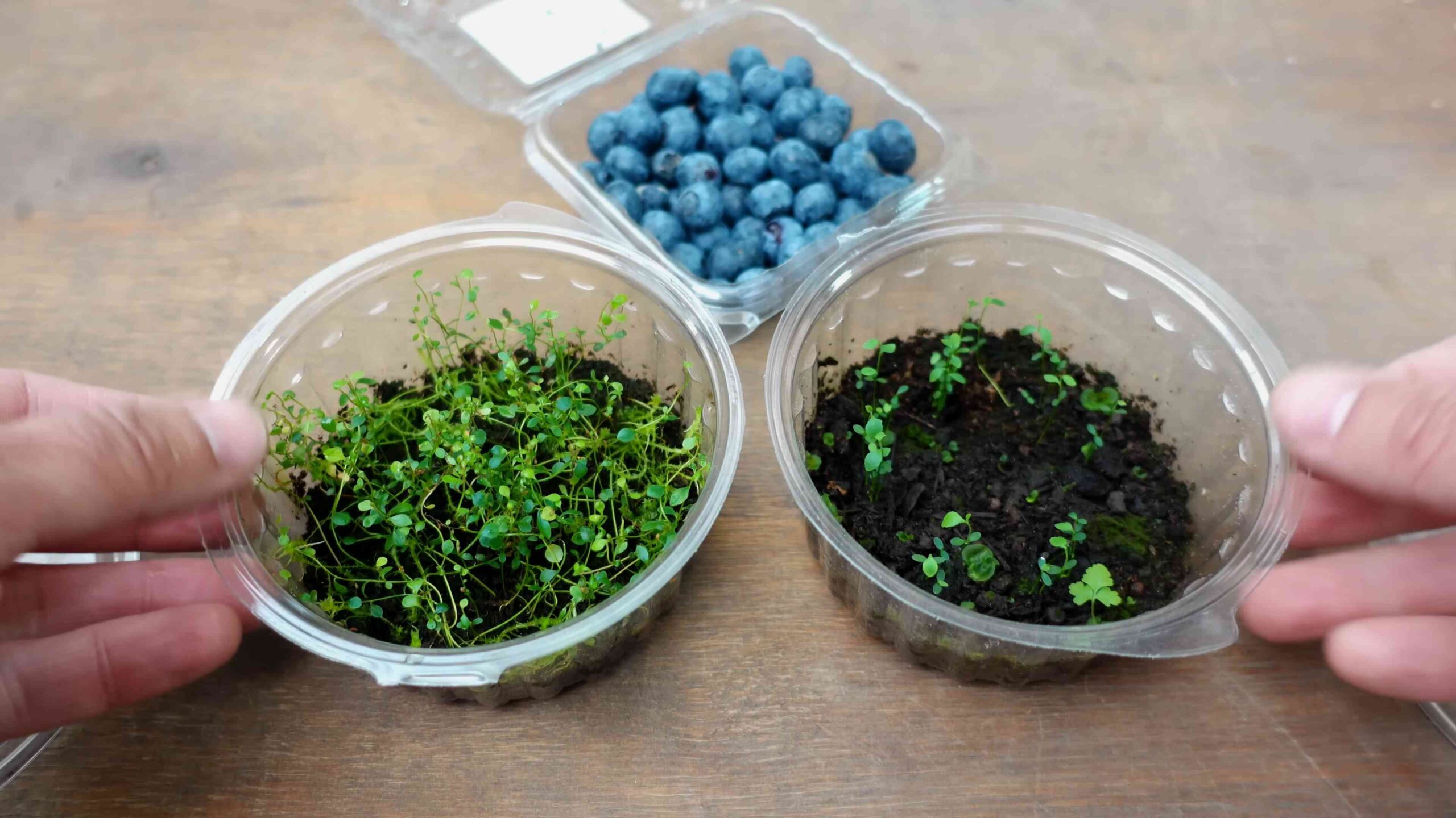 Growing Blueberries from Seeds