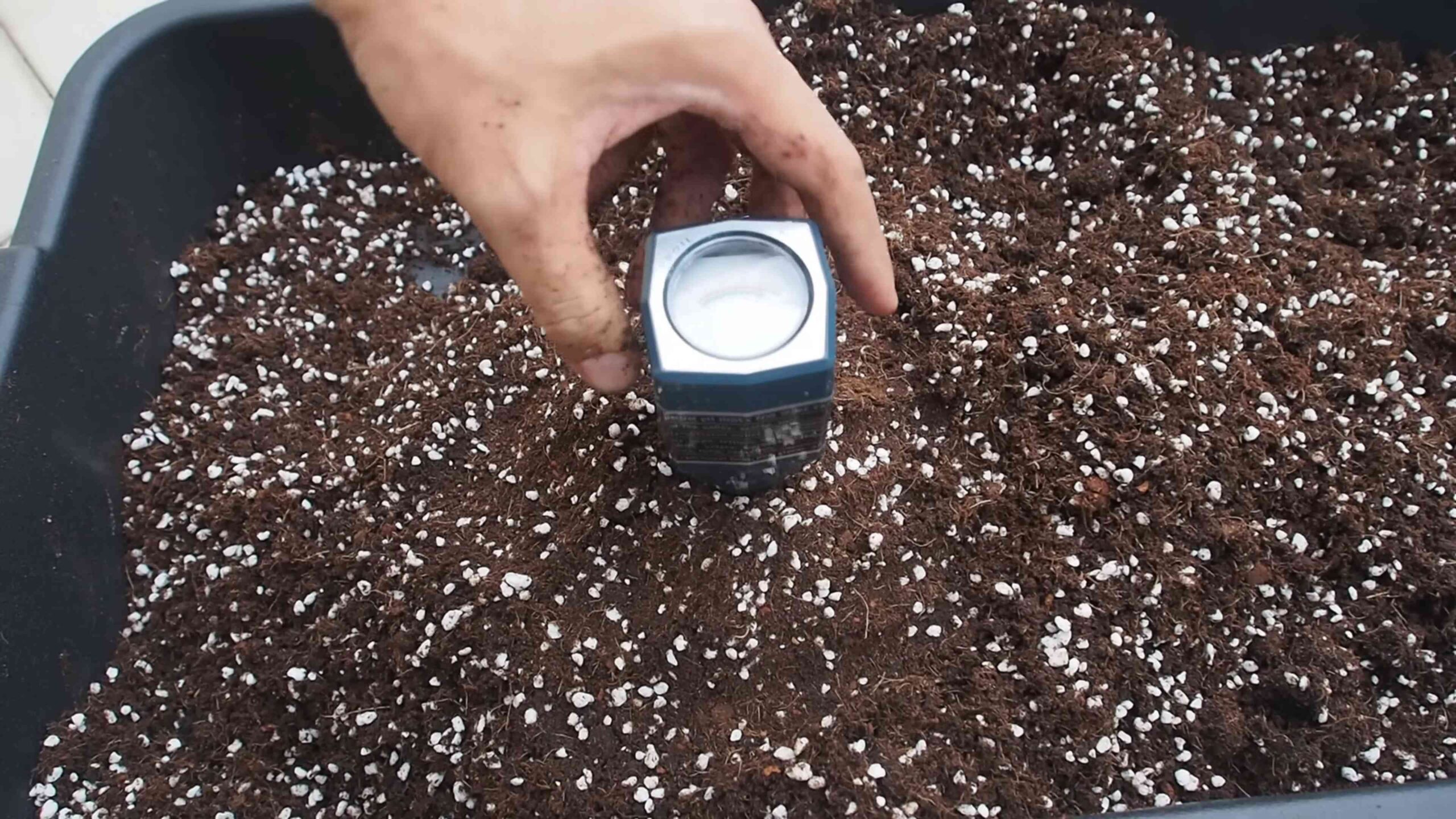 Growing Grapes in Pots