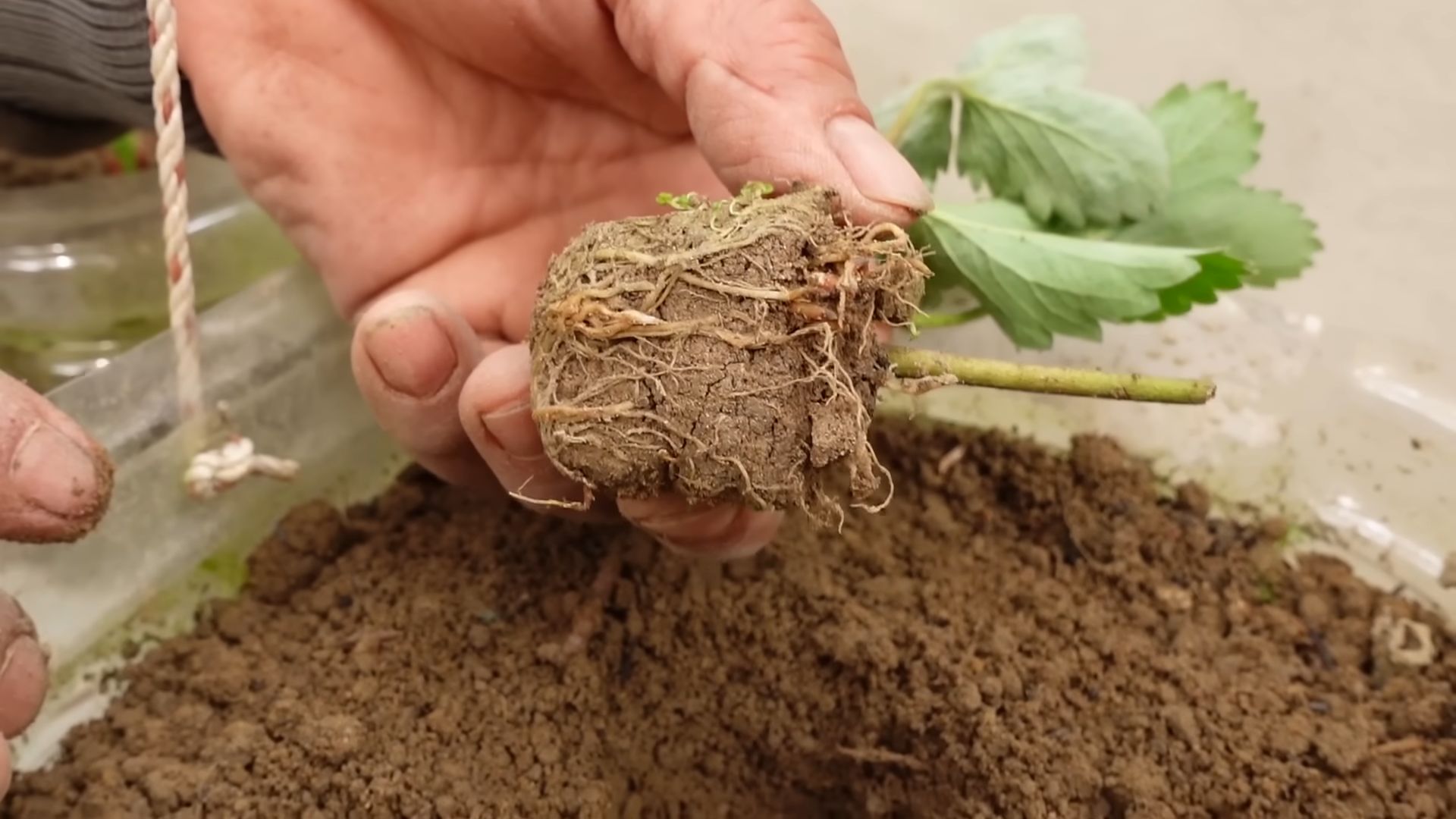 Grow Strawberries at Home