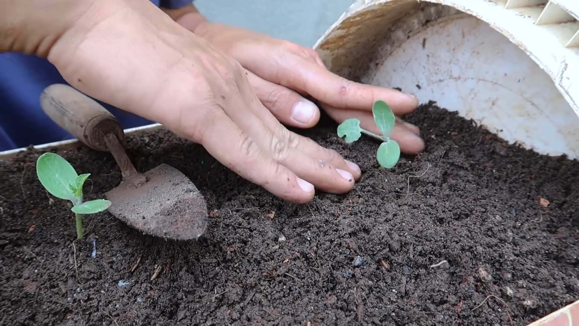 Increase Watermelon Yield