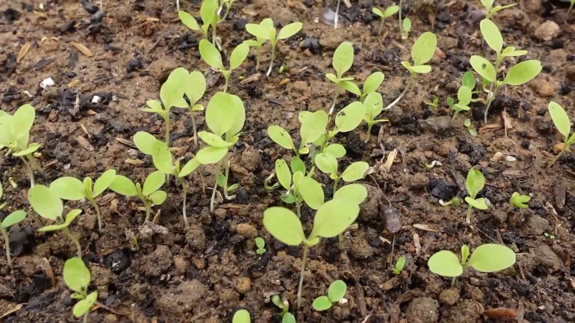 Grow vegetables at home