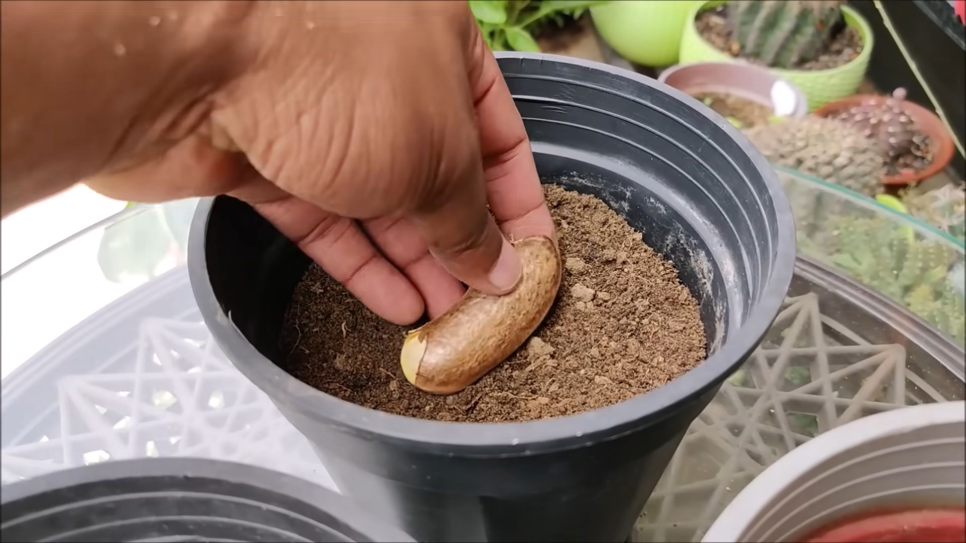 Growing Mango Tree from Seed