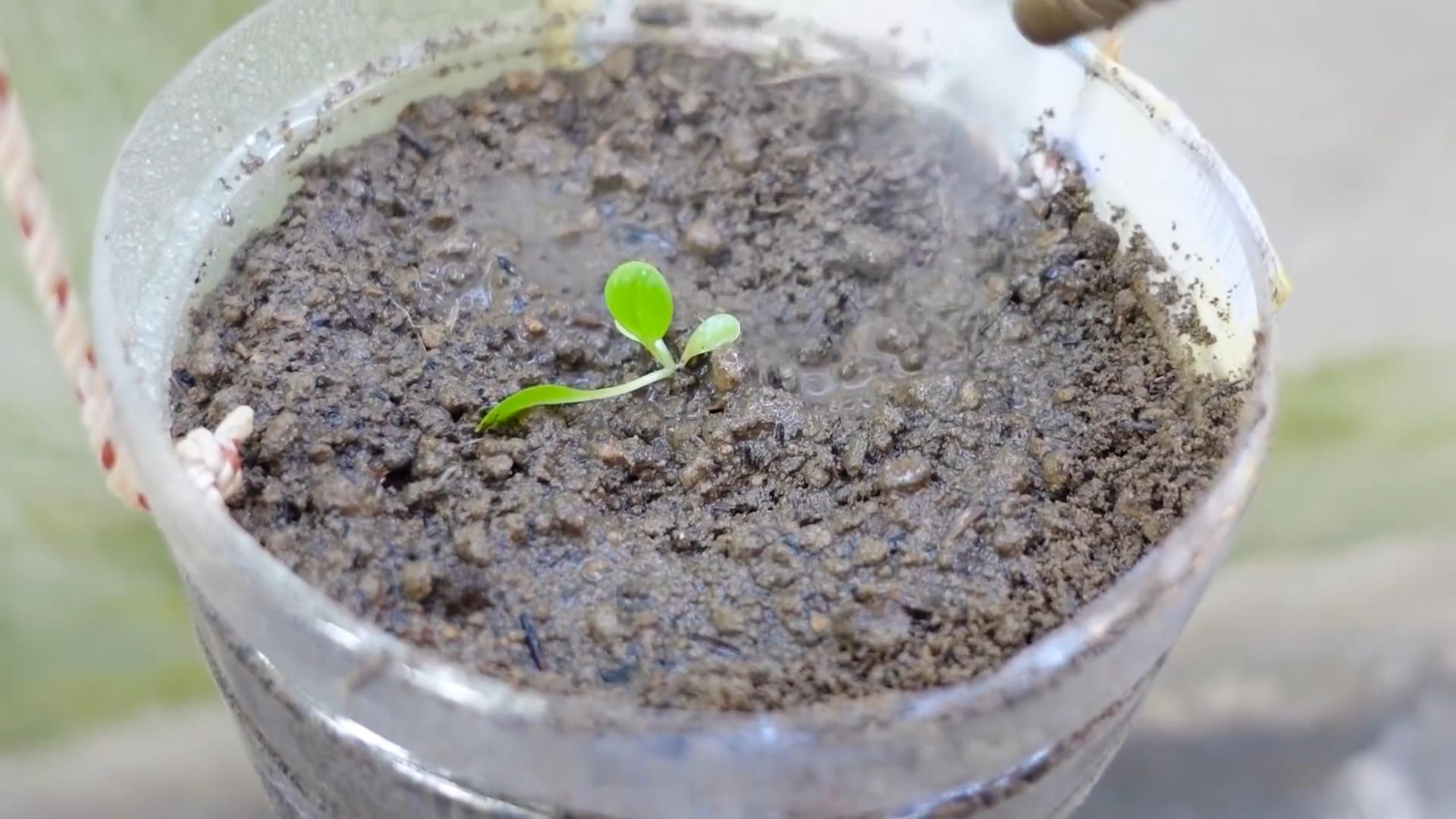 Easy vegetable gardening beginners