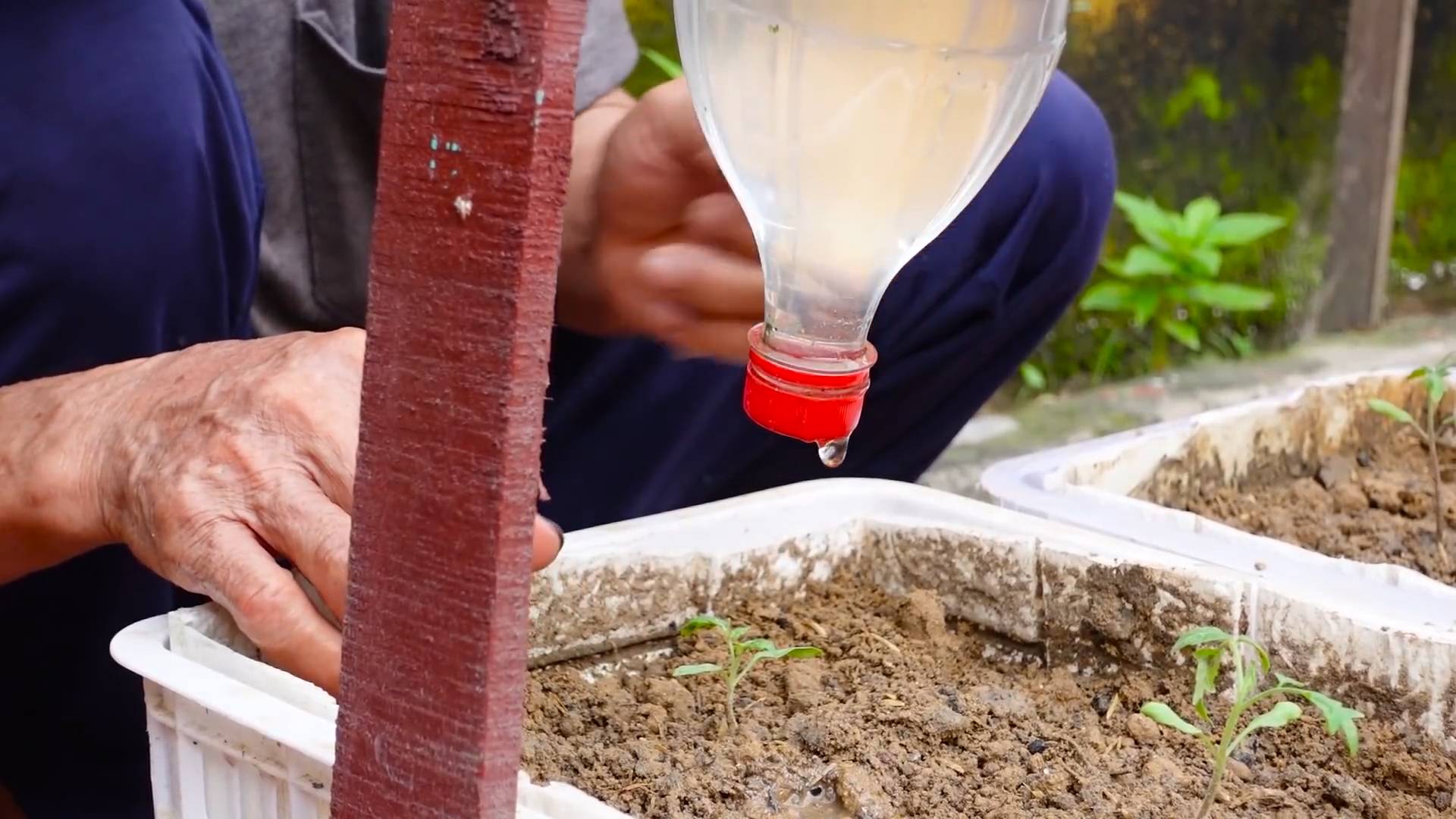 Growing tomatoes at home