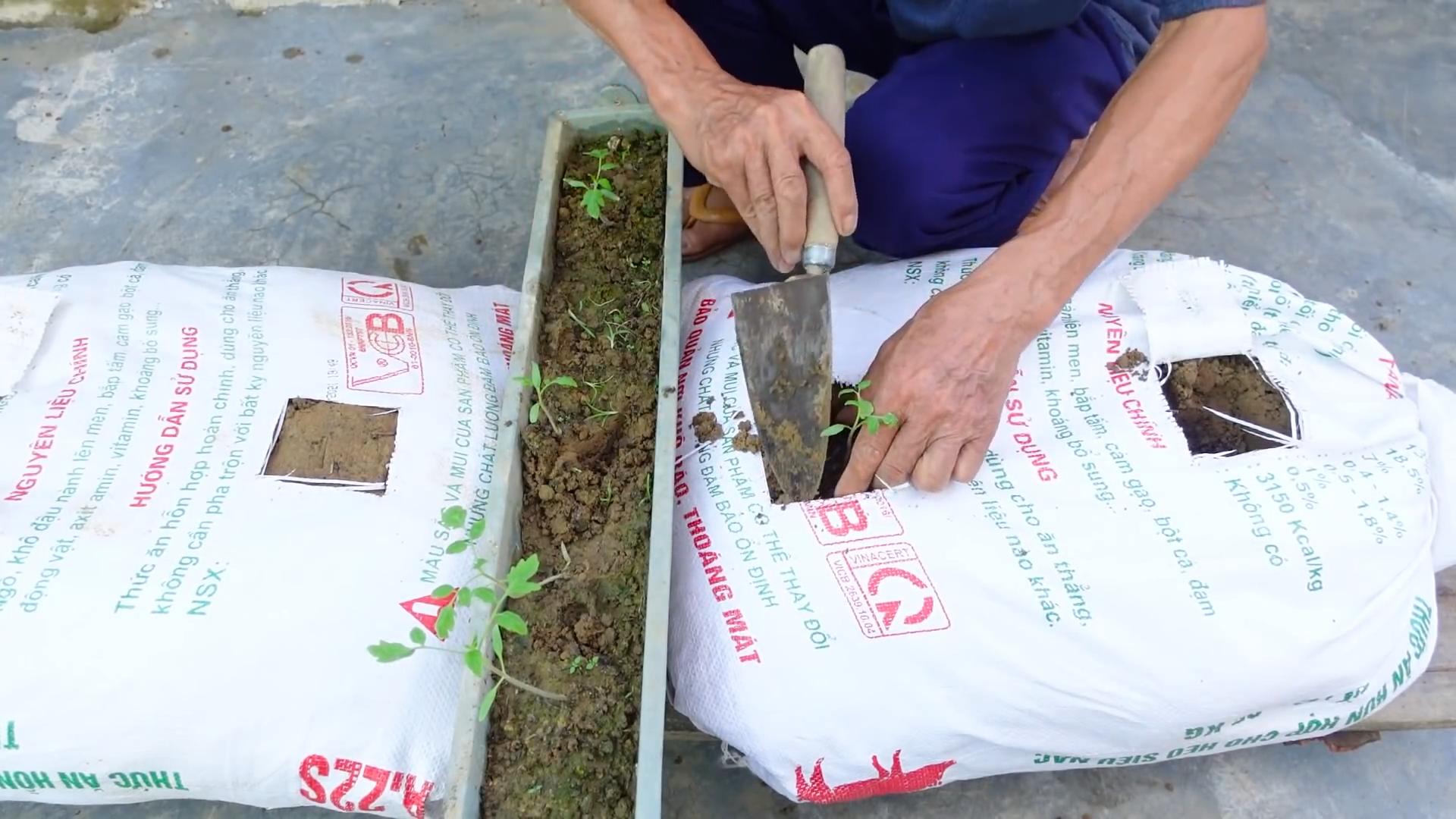 DIY Tomato Growing Ideas