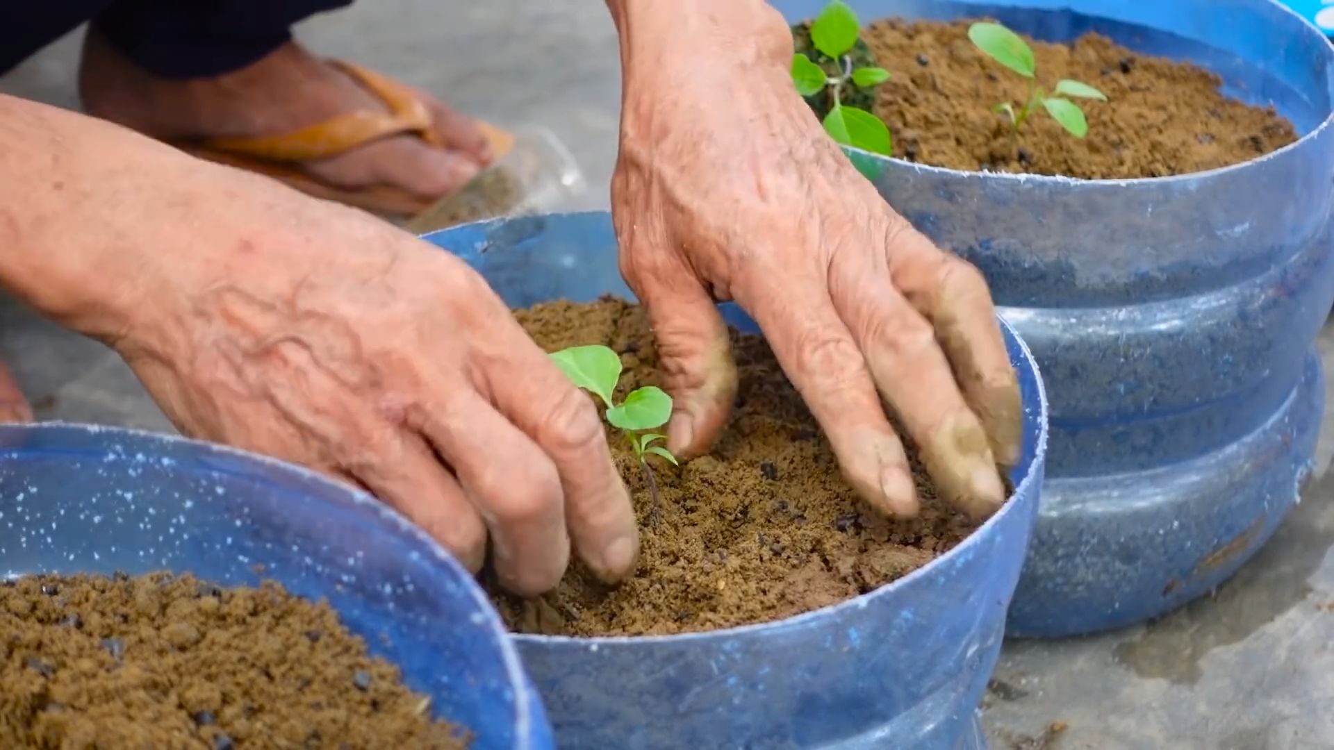 Indoor edible plants