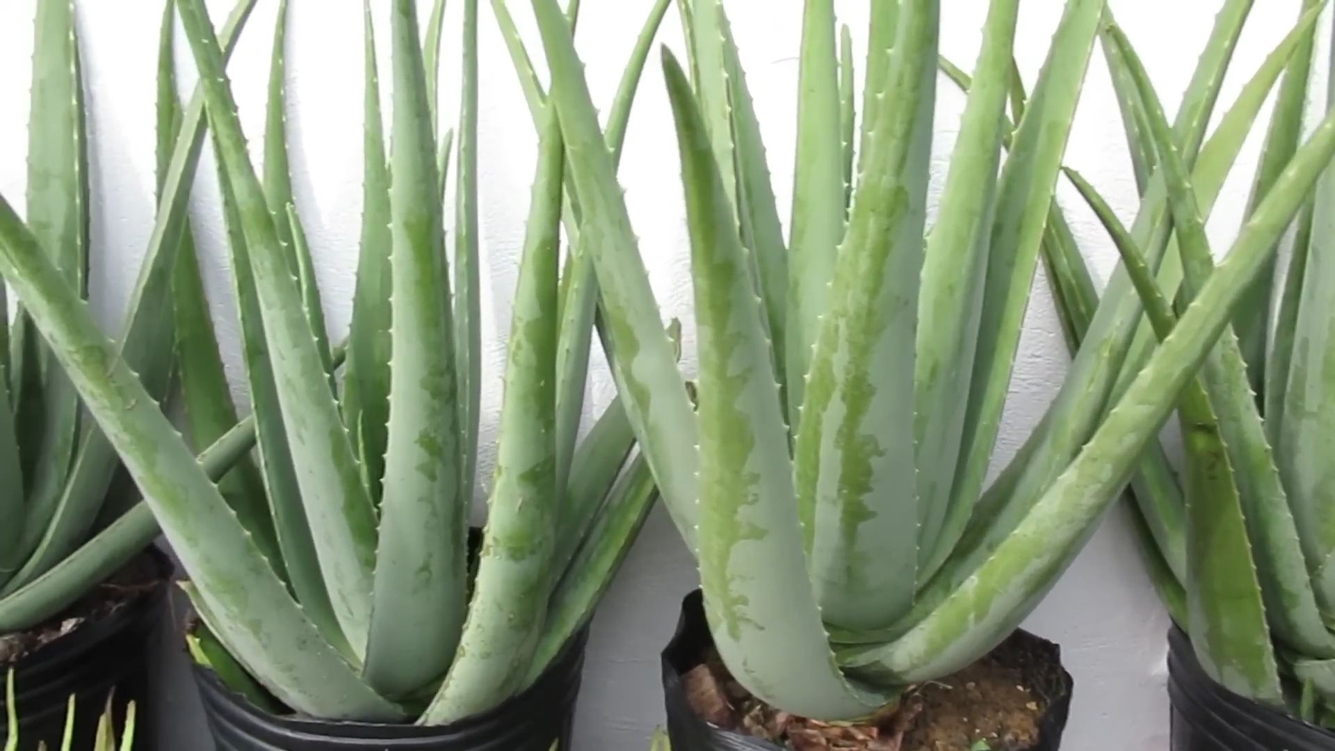Grow Aloe Vera from Leaf