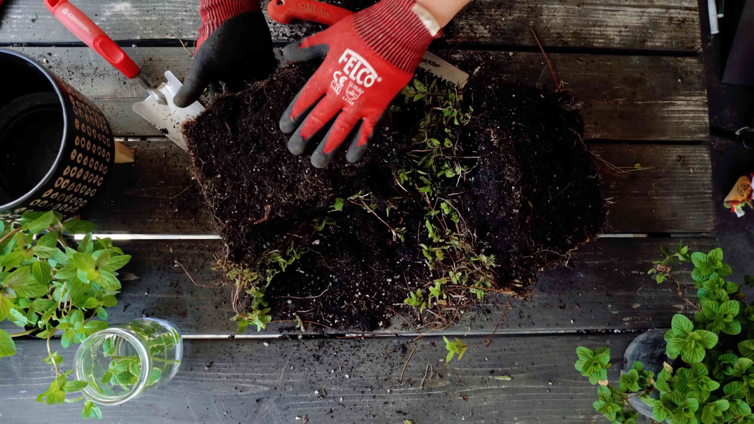 Grow Mint at Home