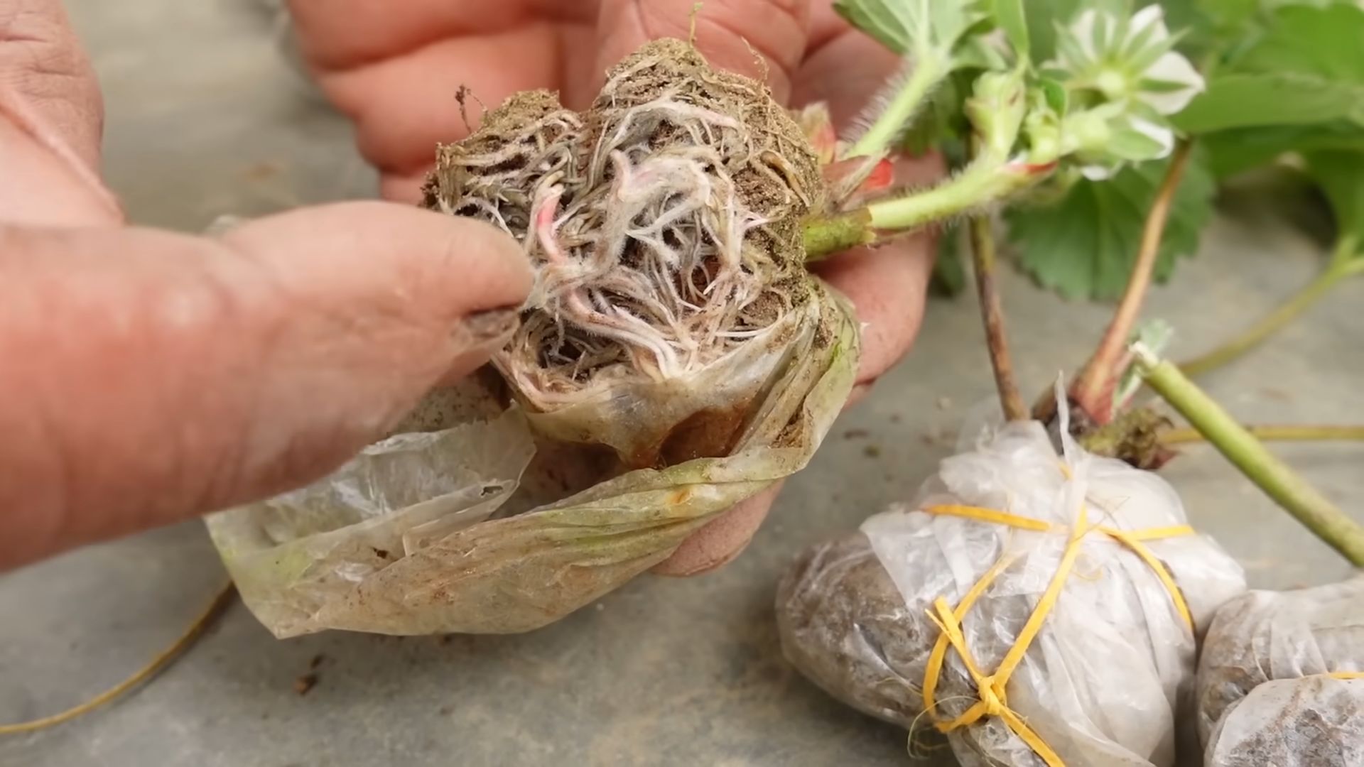 Grow Strawberries Indoors Easily