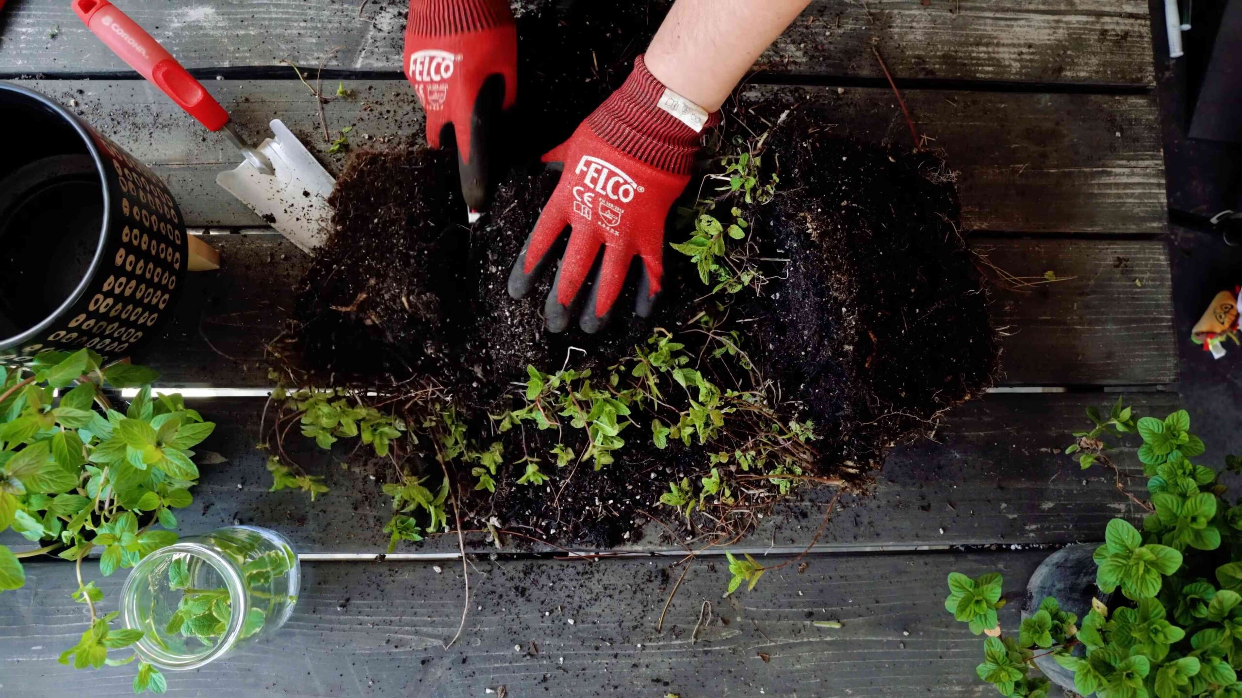 Grow Mint at Home