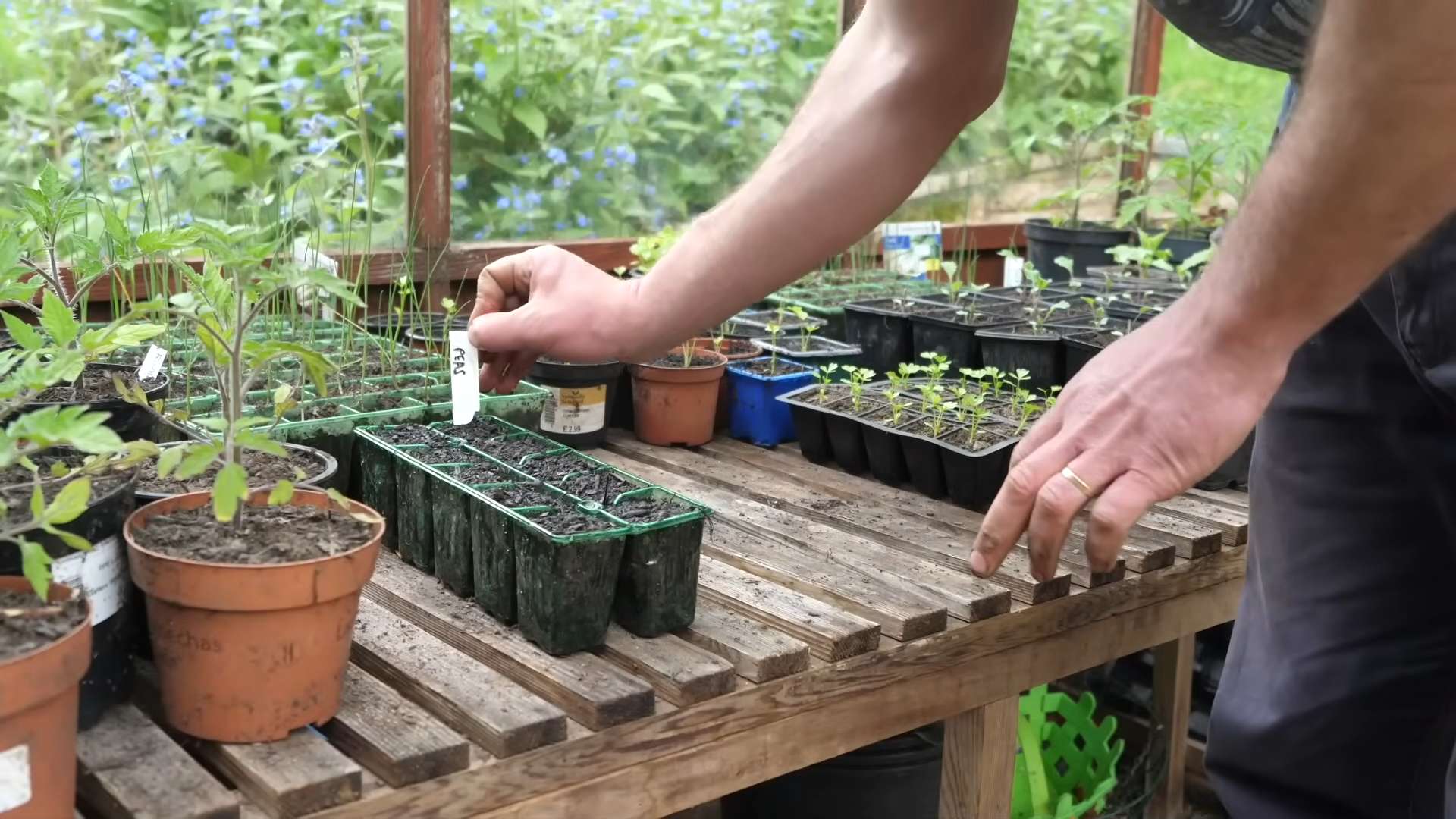 Growing Peas Easily