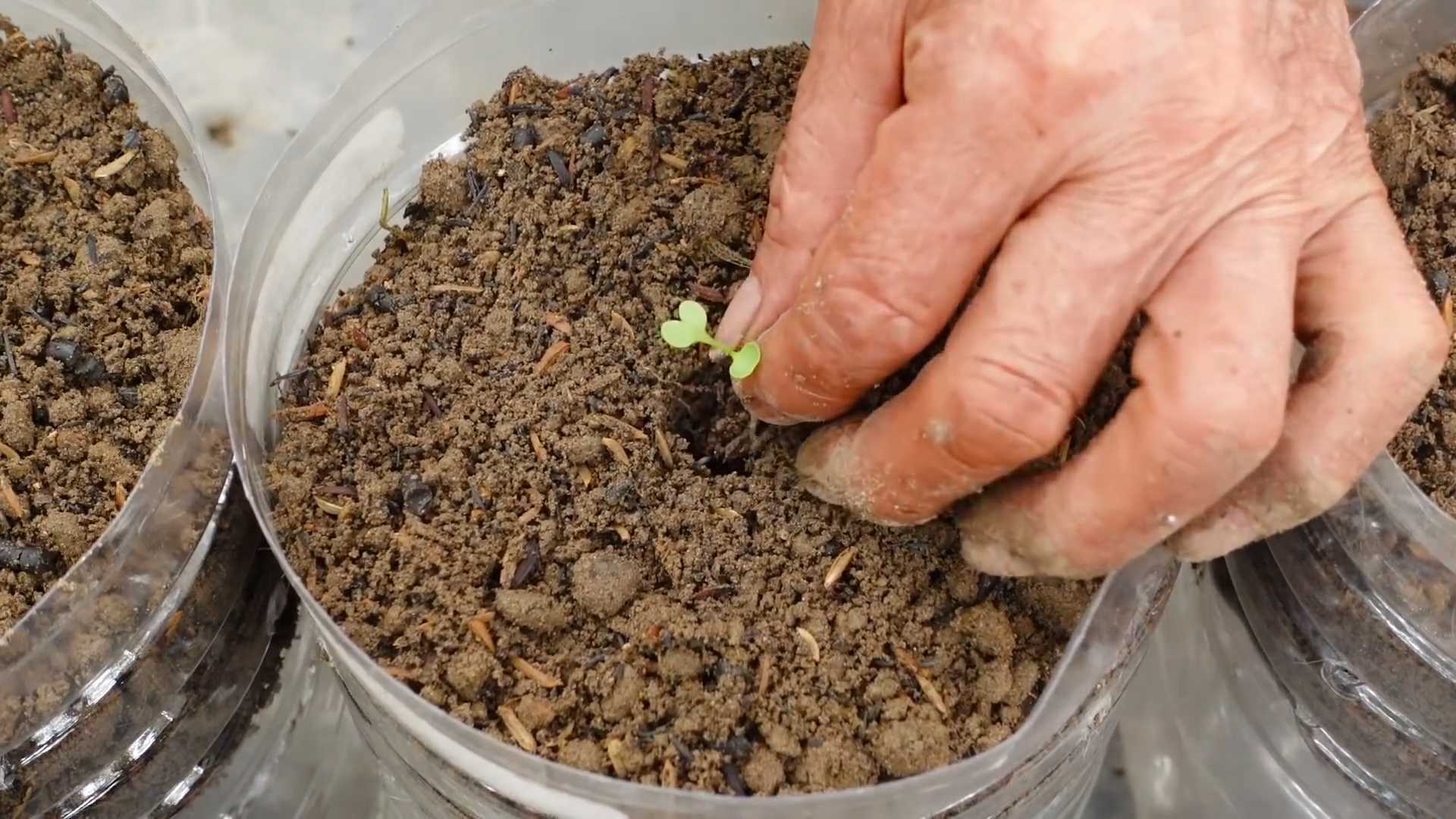 Growing vegetables at home