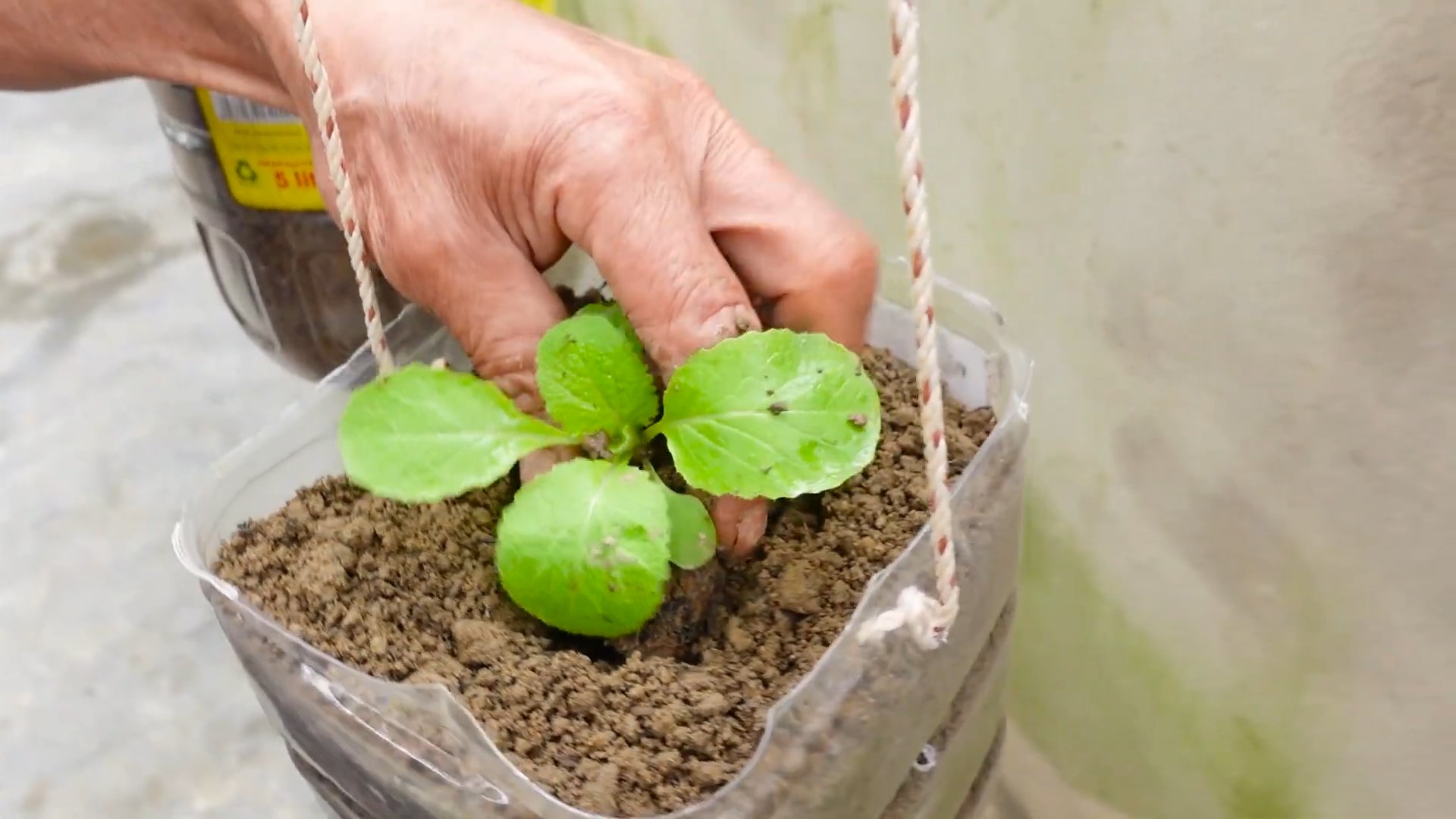Napa Cabbage Small Space Growing