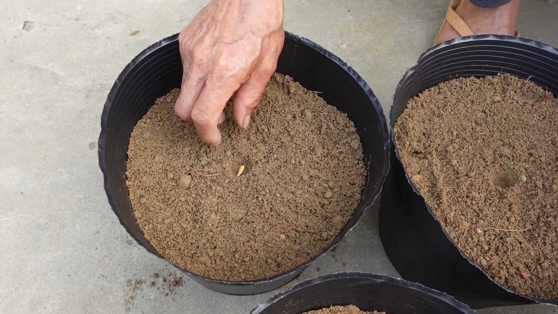 Sweet Cantaloupe Growing Tips
