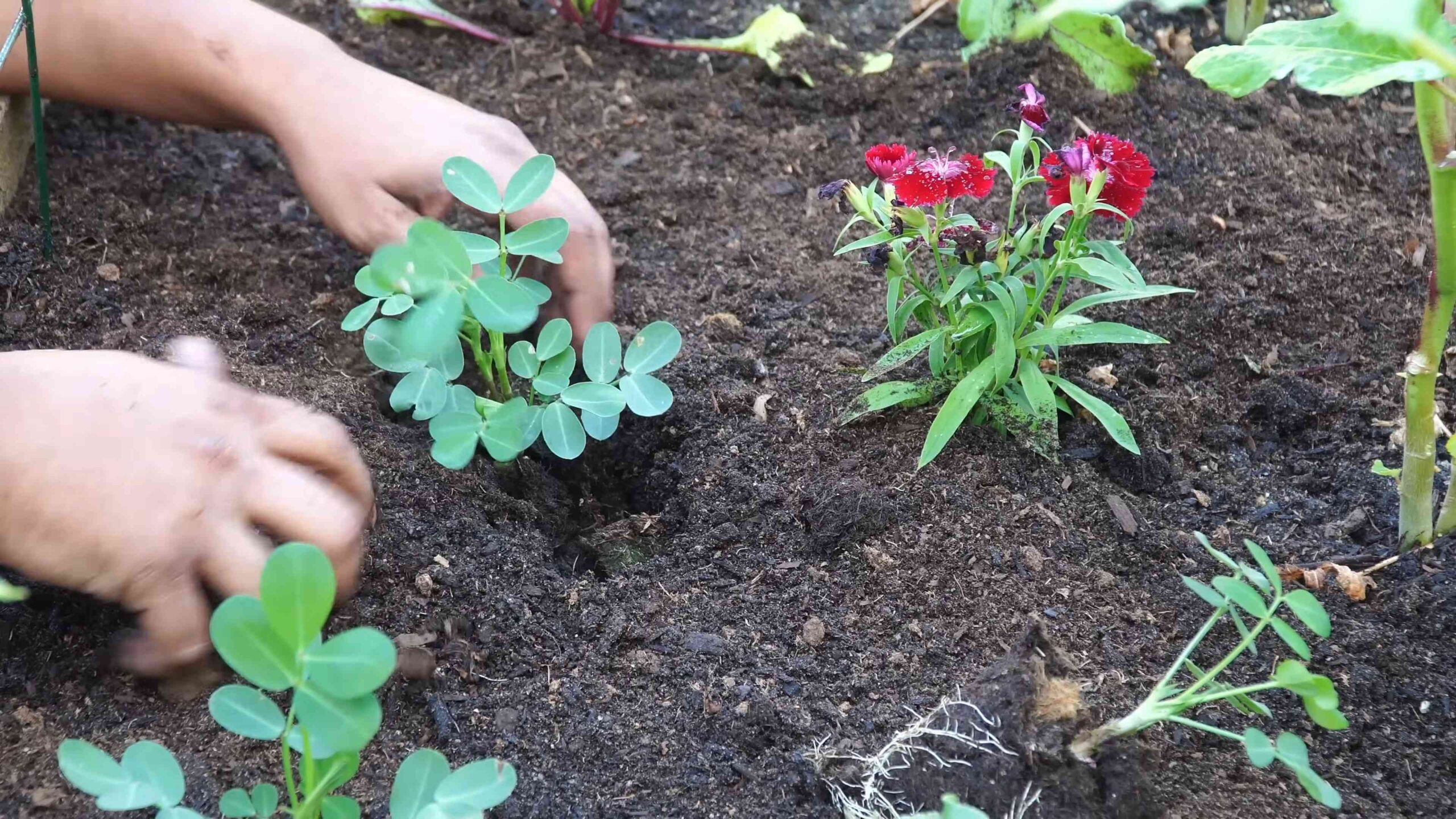 Grow peanuts backyard