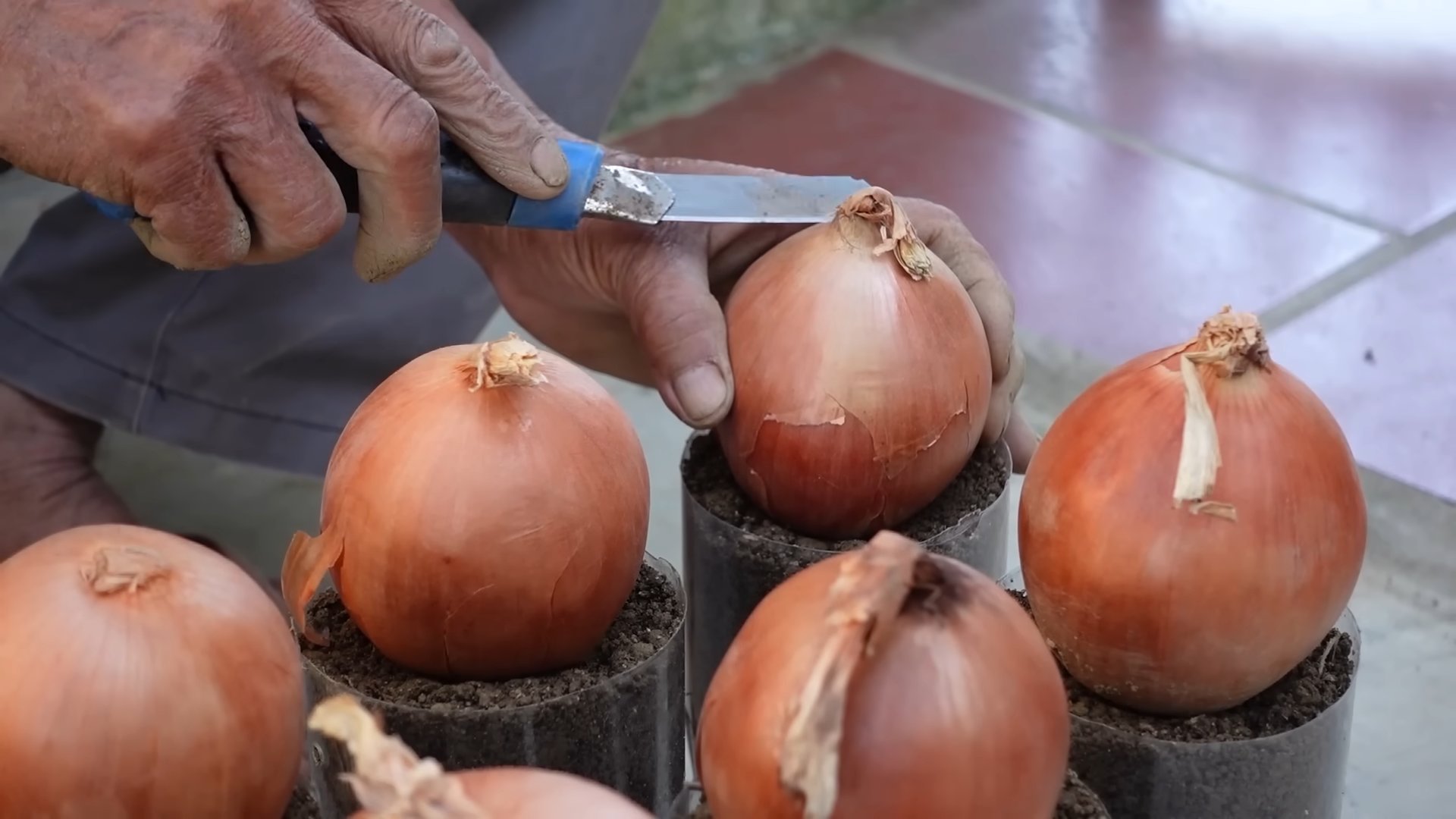 Grow Onions in Plastic Bottles