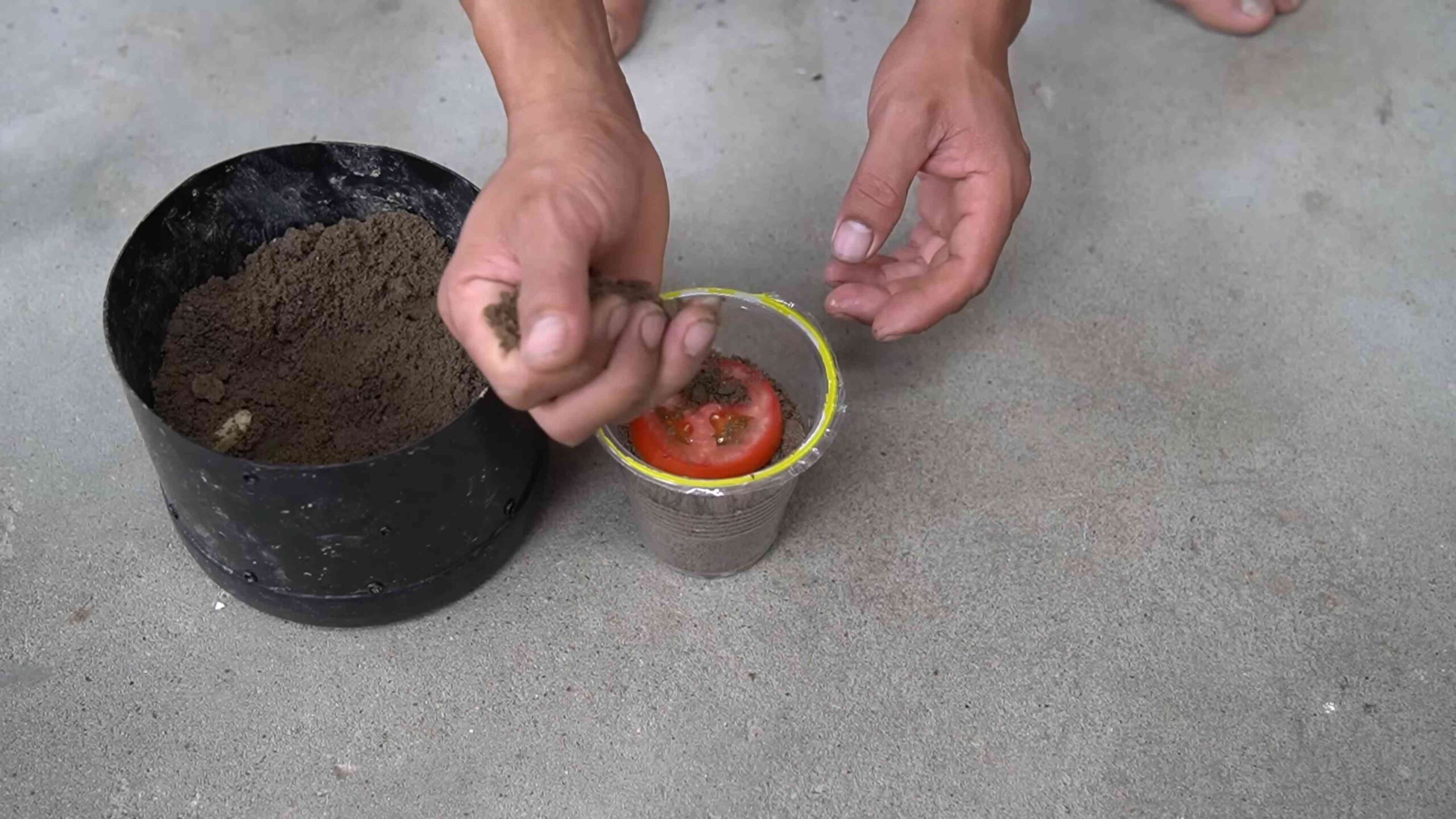 Grow Abundant Backyard Tomatoes