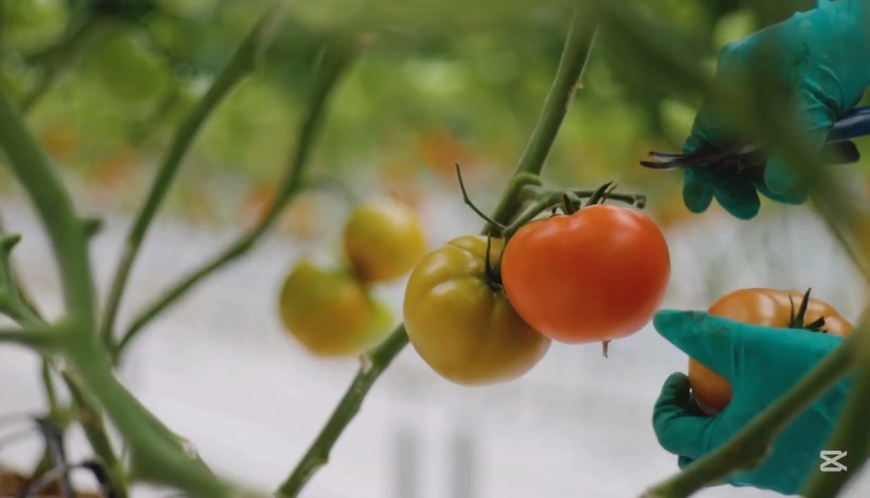Growing Tomatoes in Containers