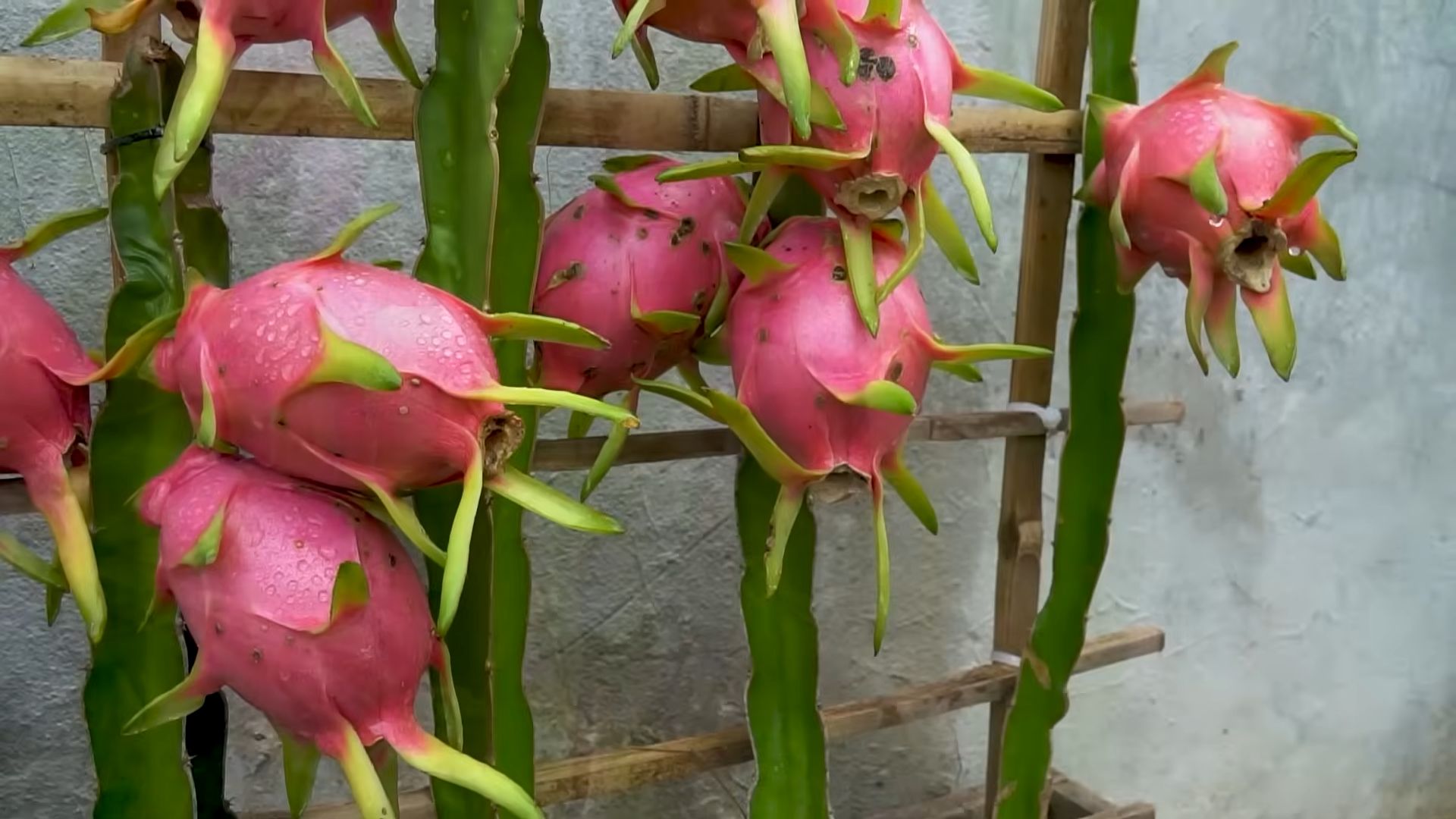 Growing Dragon Fruit at Home