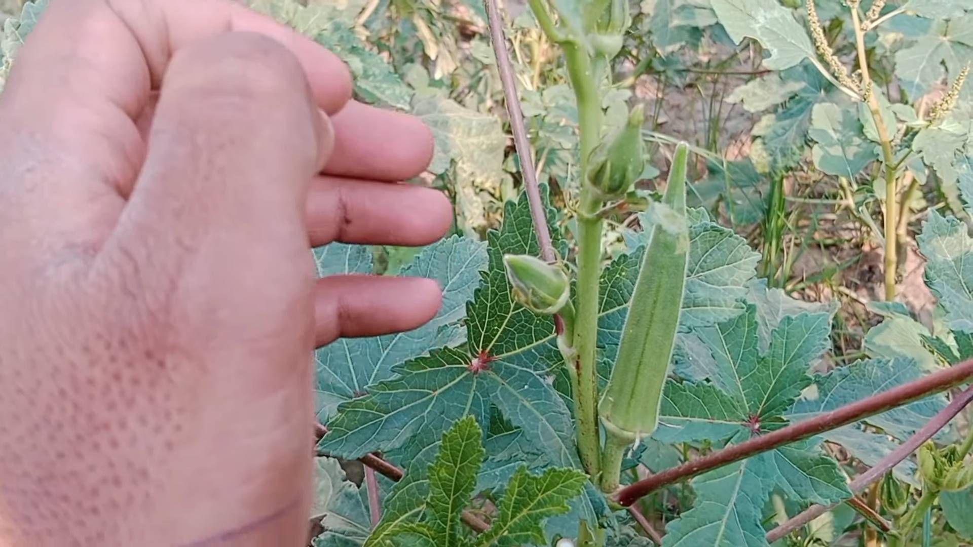 Grow Okra at Home
