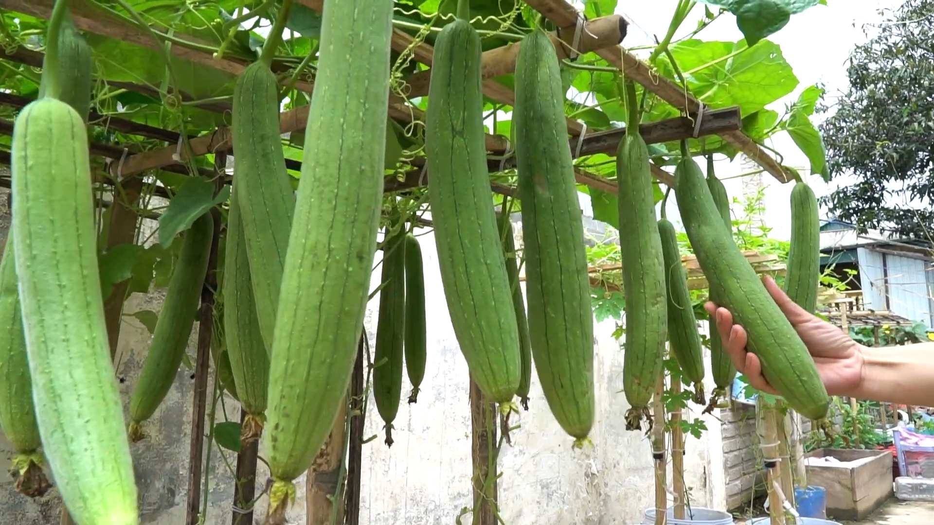 Grow Sponge Gourd at Home