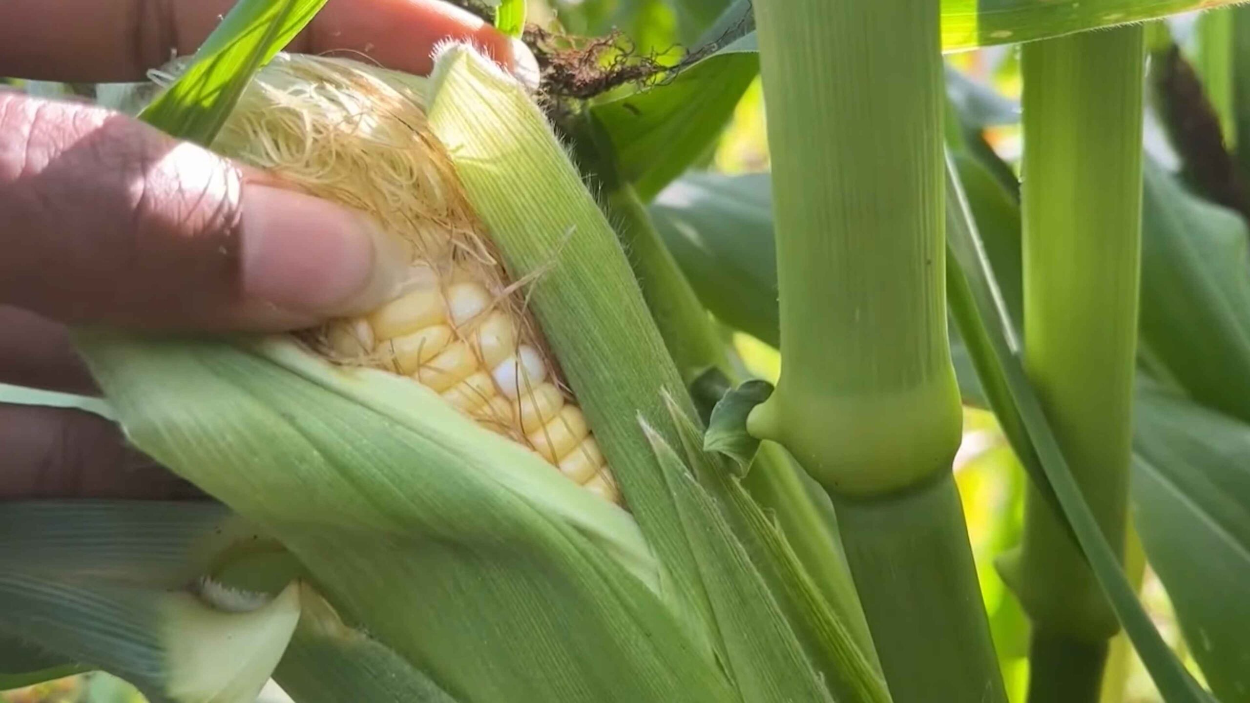 Grow Sweet Corn Backyard
