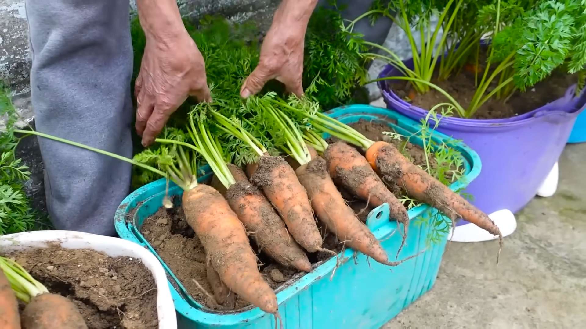 Growing Carrots Easy Steps