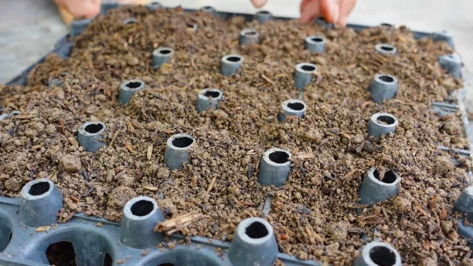 Growing Leaf Mustard