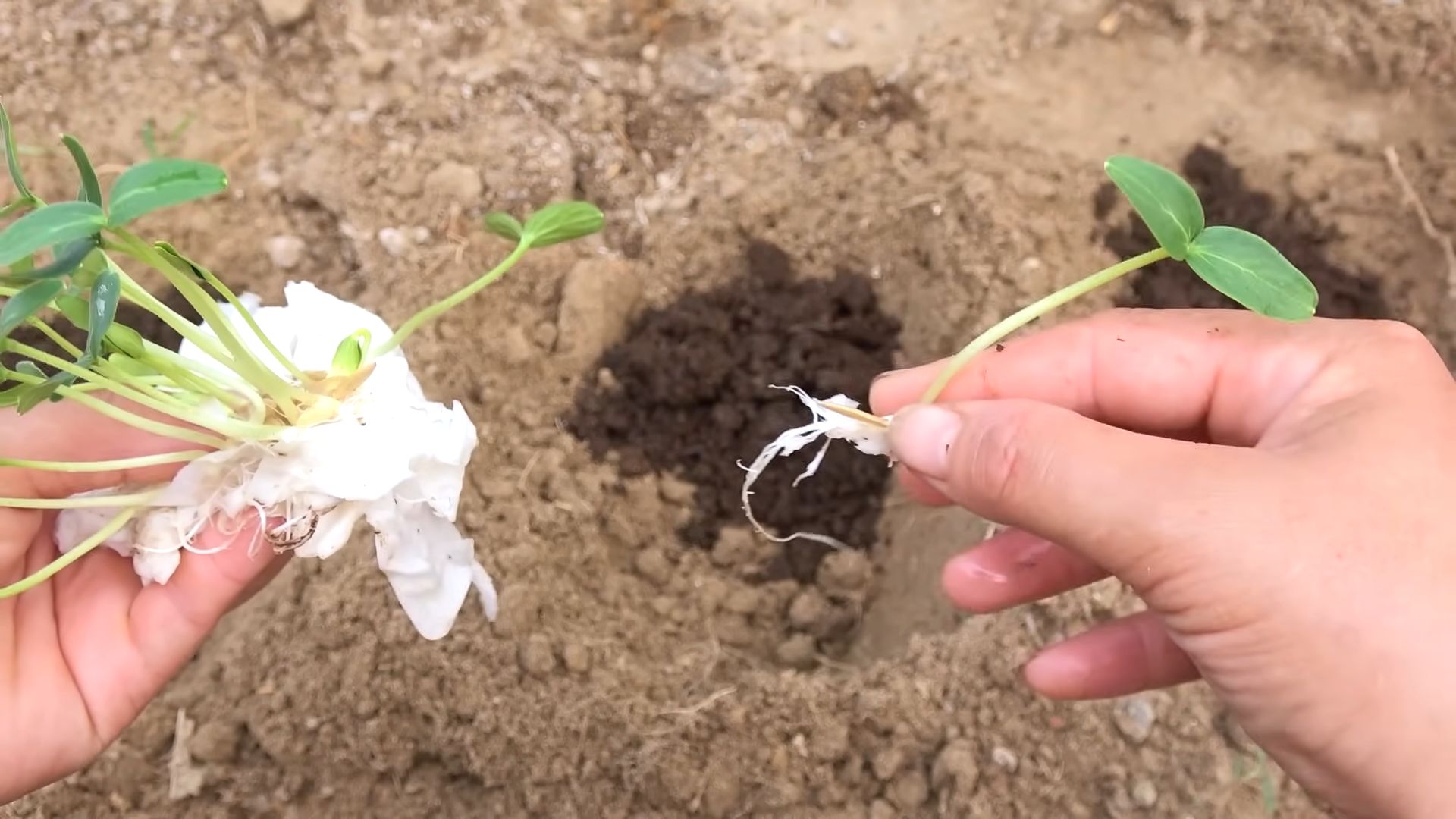 Grow Cucumbers at Home