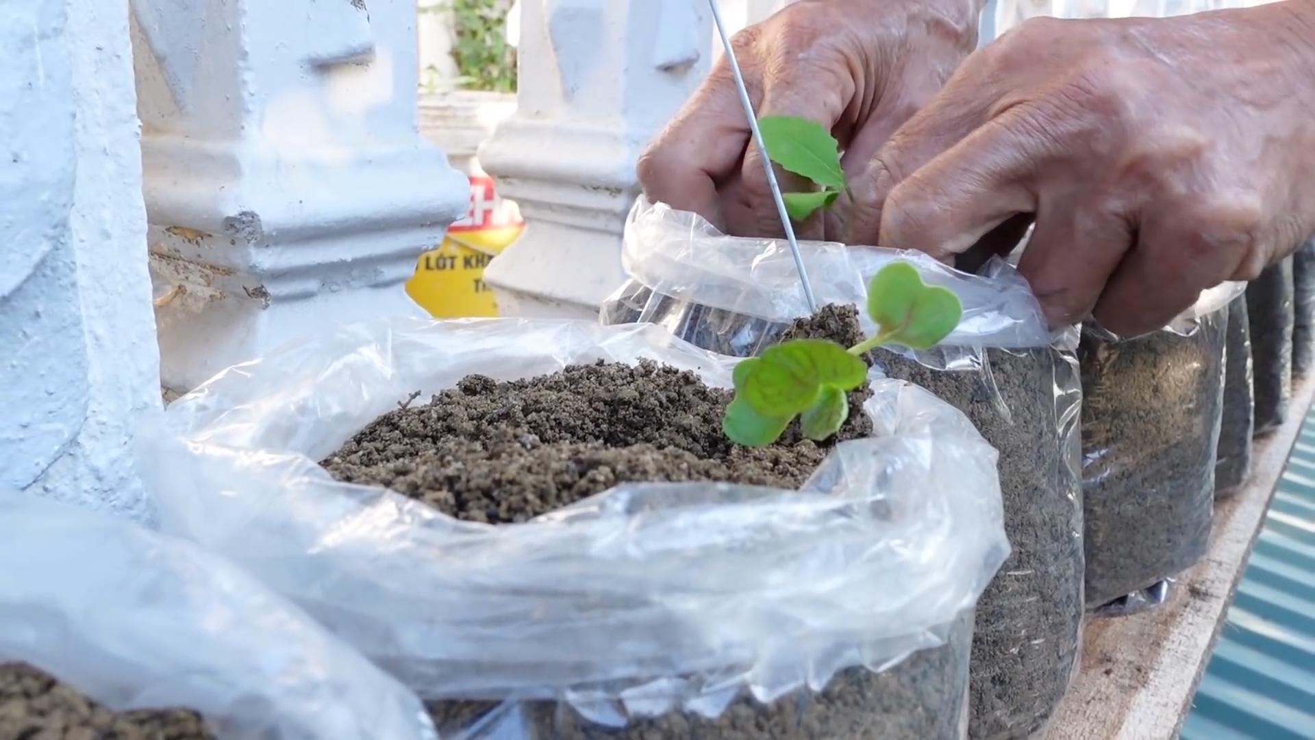 Grow Red Giant Mustard