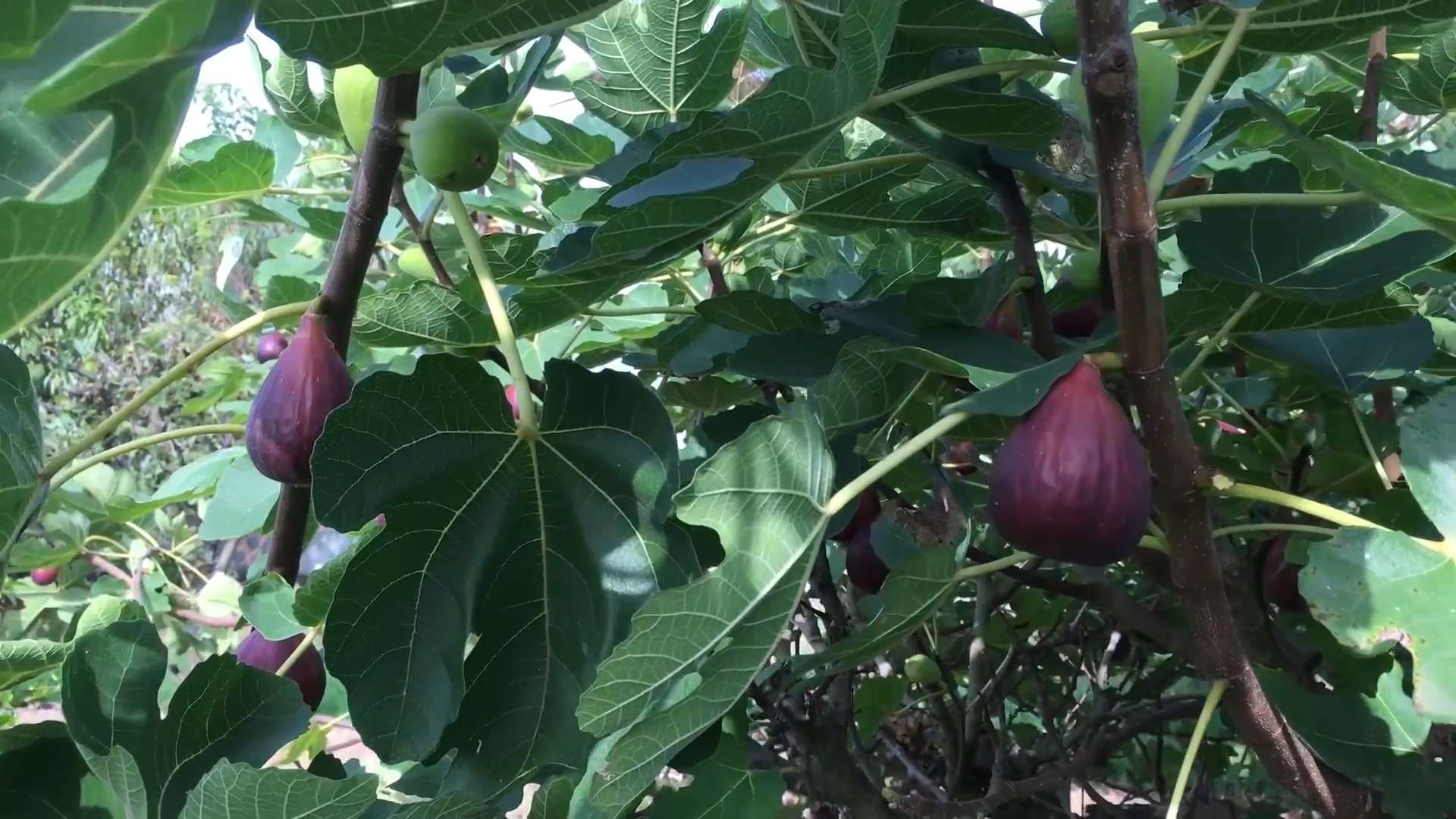 Growing Figs Backyard