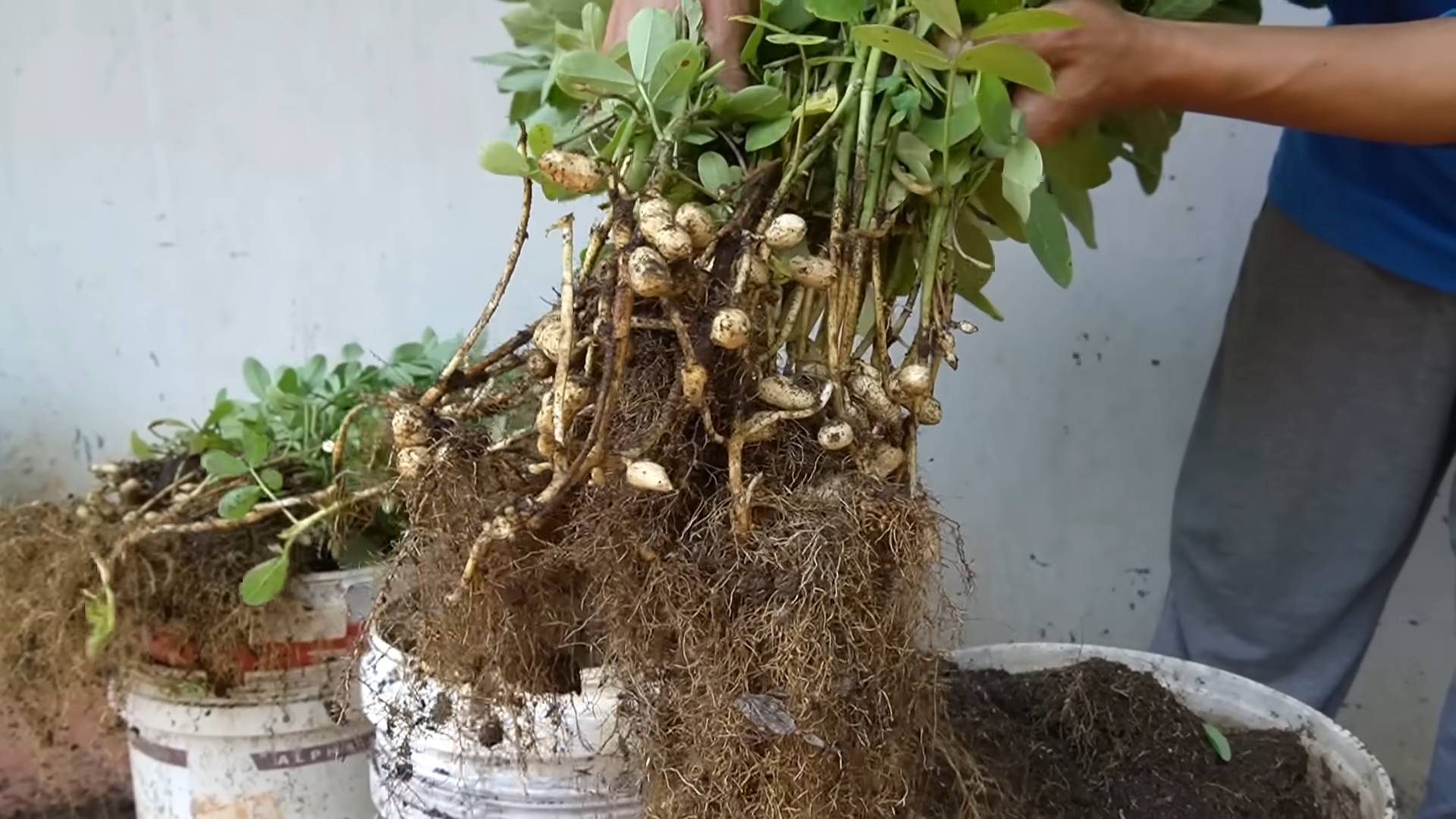 Grow Your Own Peanuts