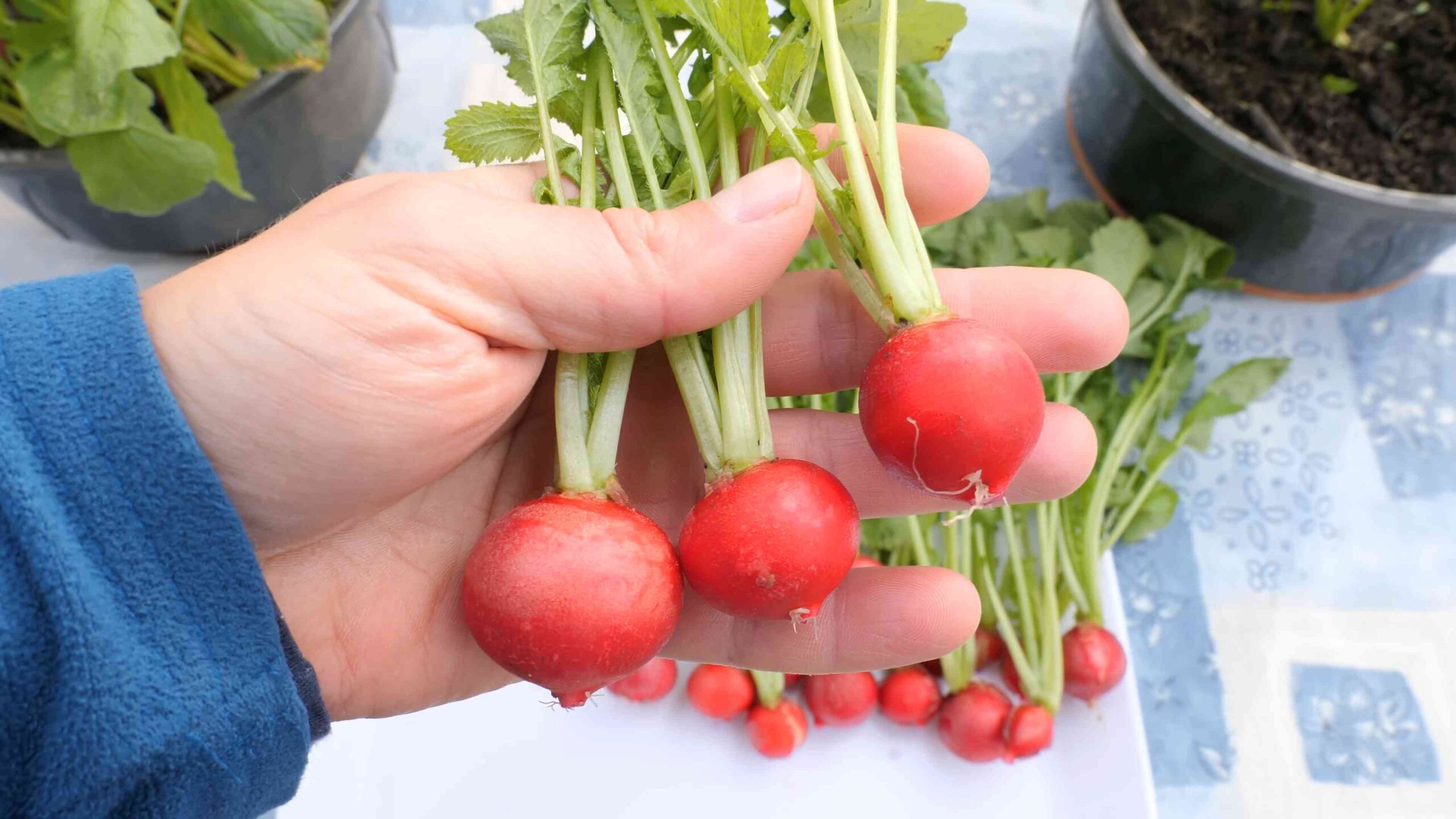 Grow Radishes Tiny Spaces