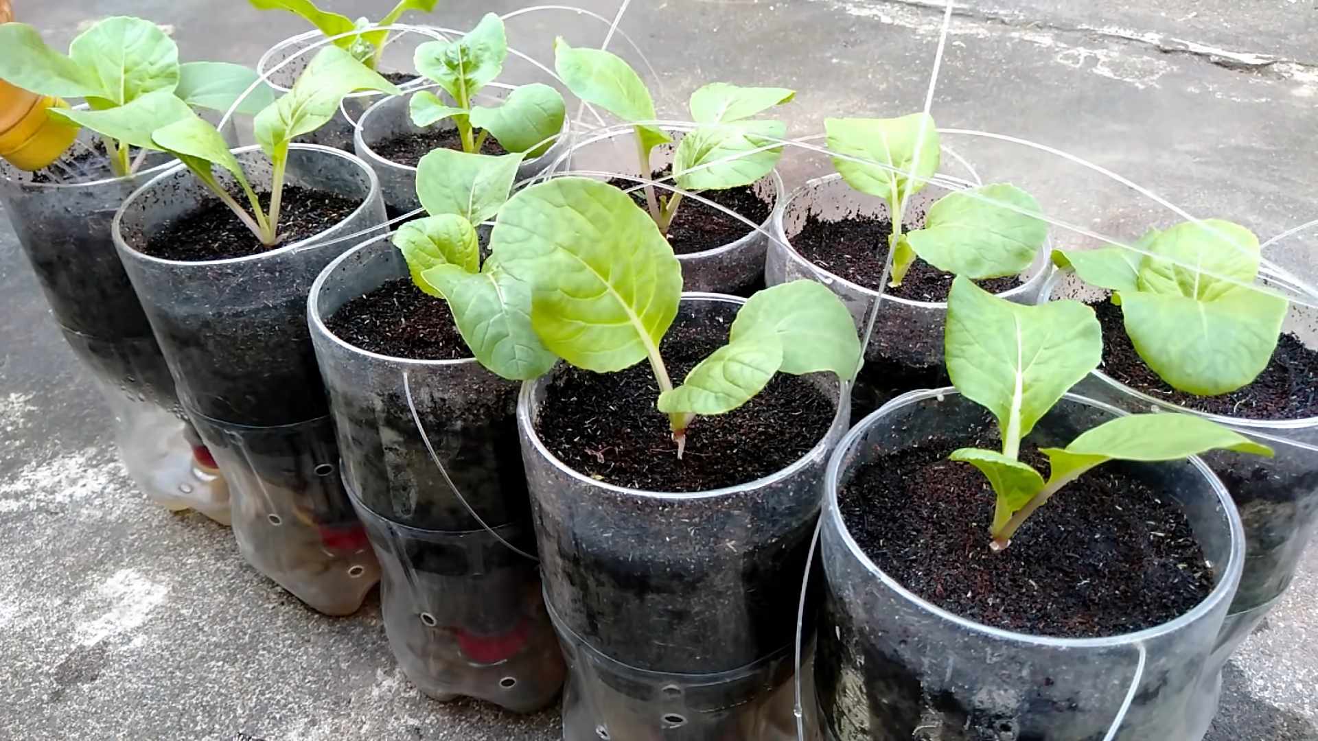 Grow Your Own Pechay