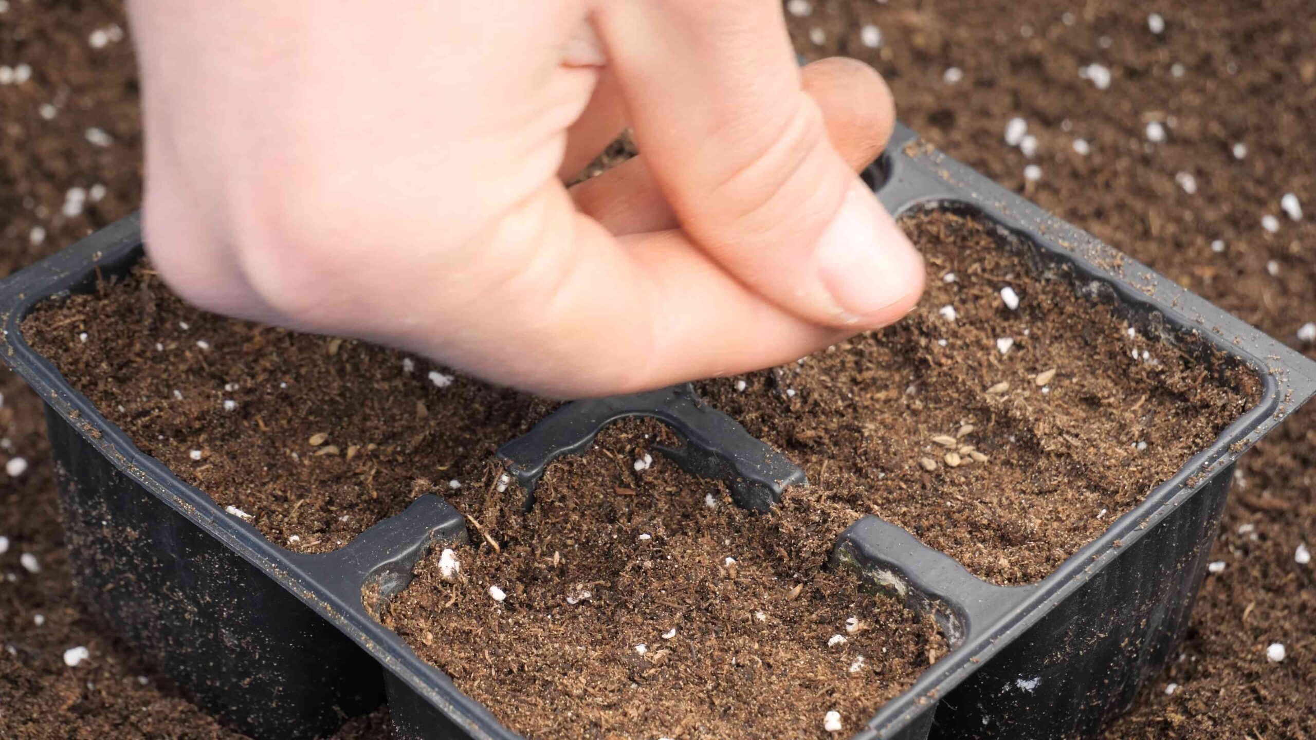 Growing Parsley at Home