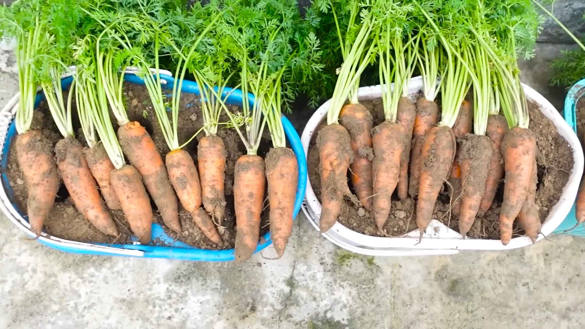 Growing carrots in pots