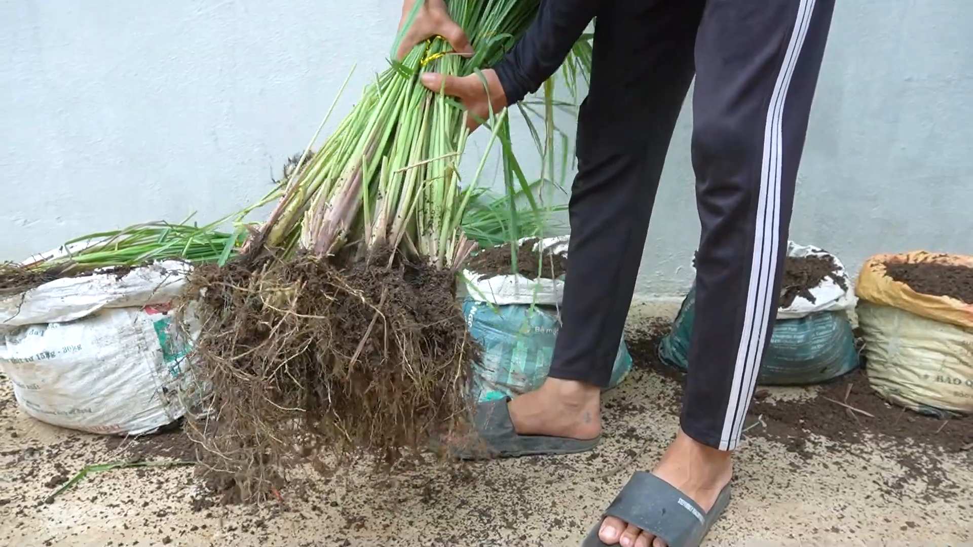 Balcony Lemongrass Healing Space