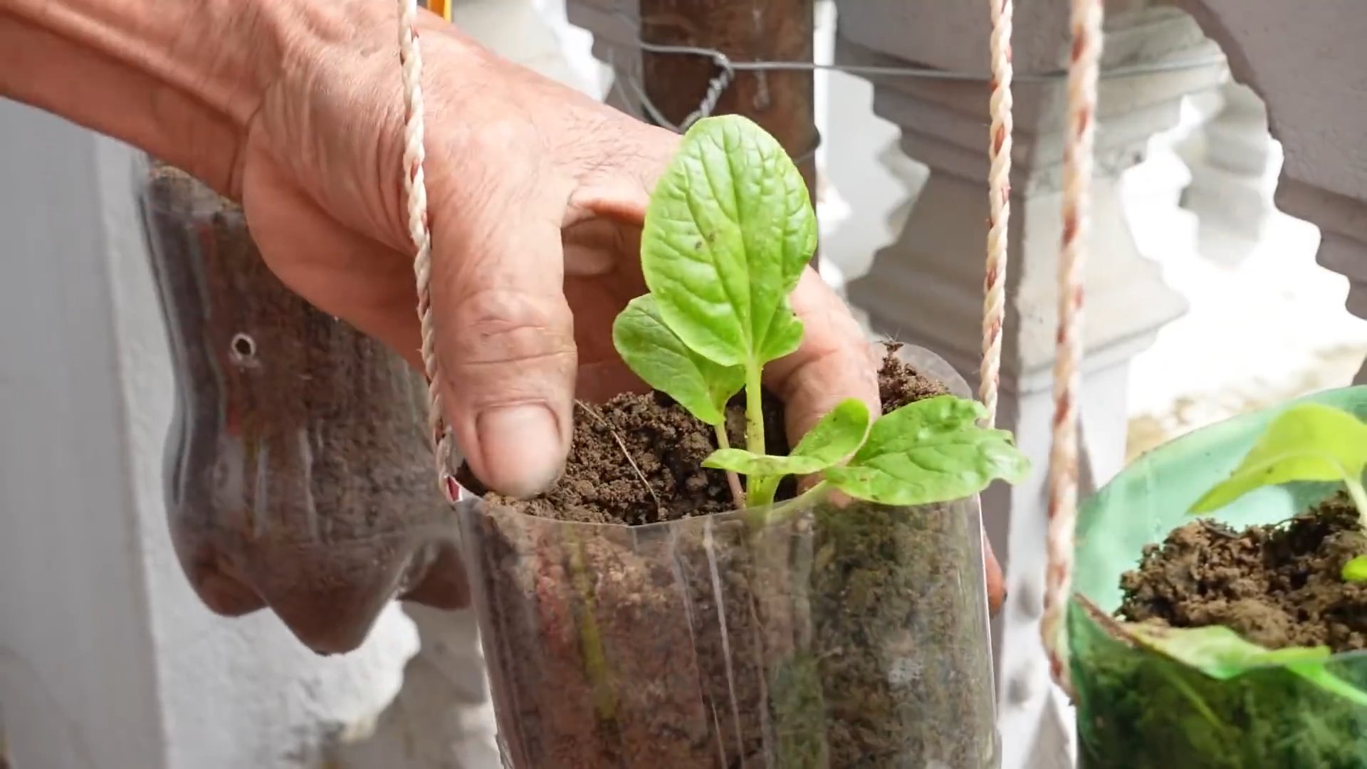 Grow Bok Choy at Home
