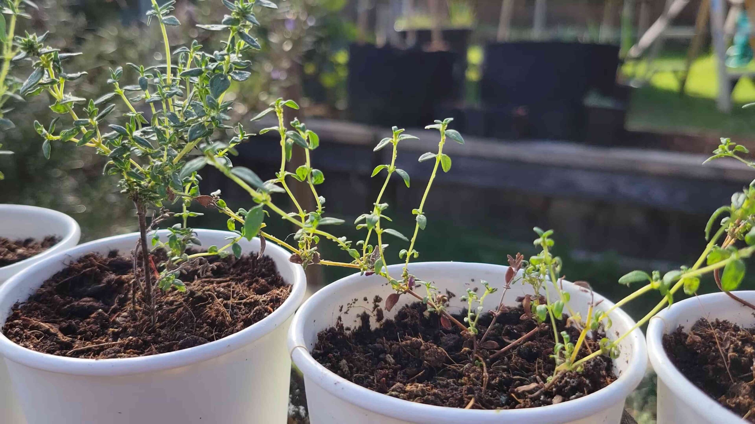 Growing Thyme at Home