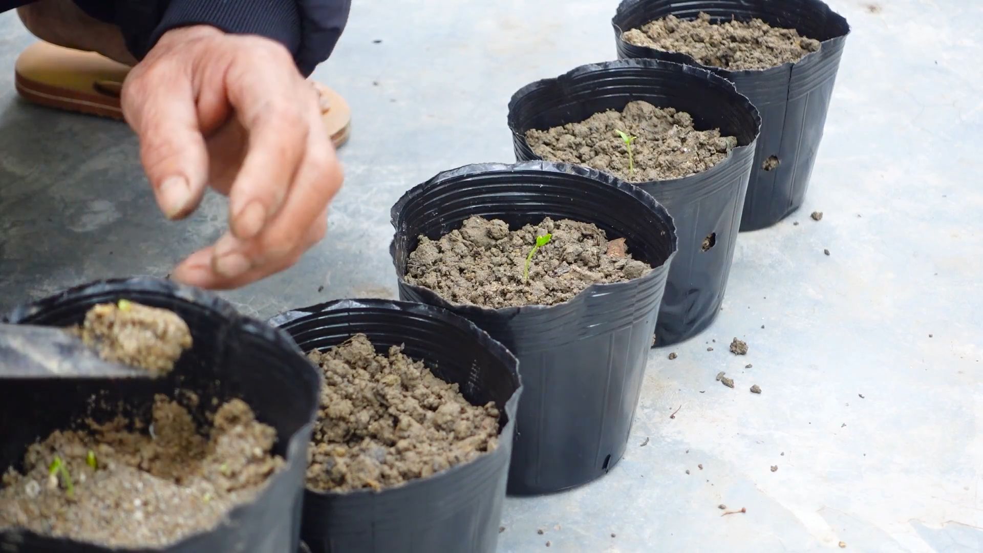 Easy Bell Pepper Gardening