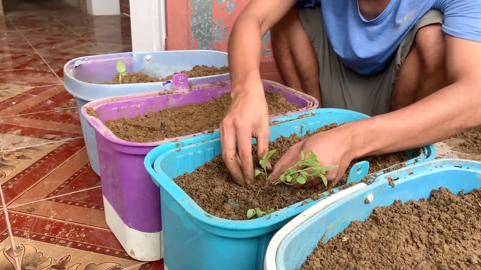 Growing White Eggplant