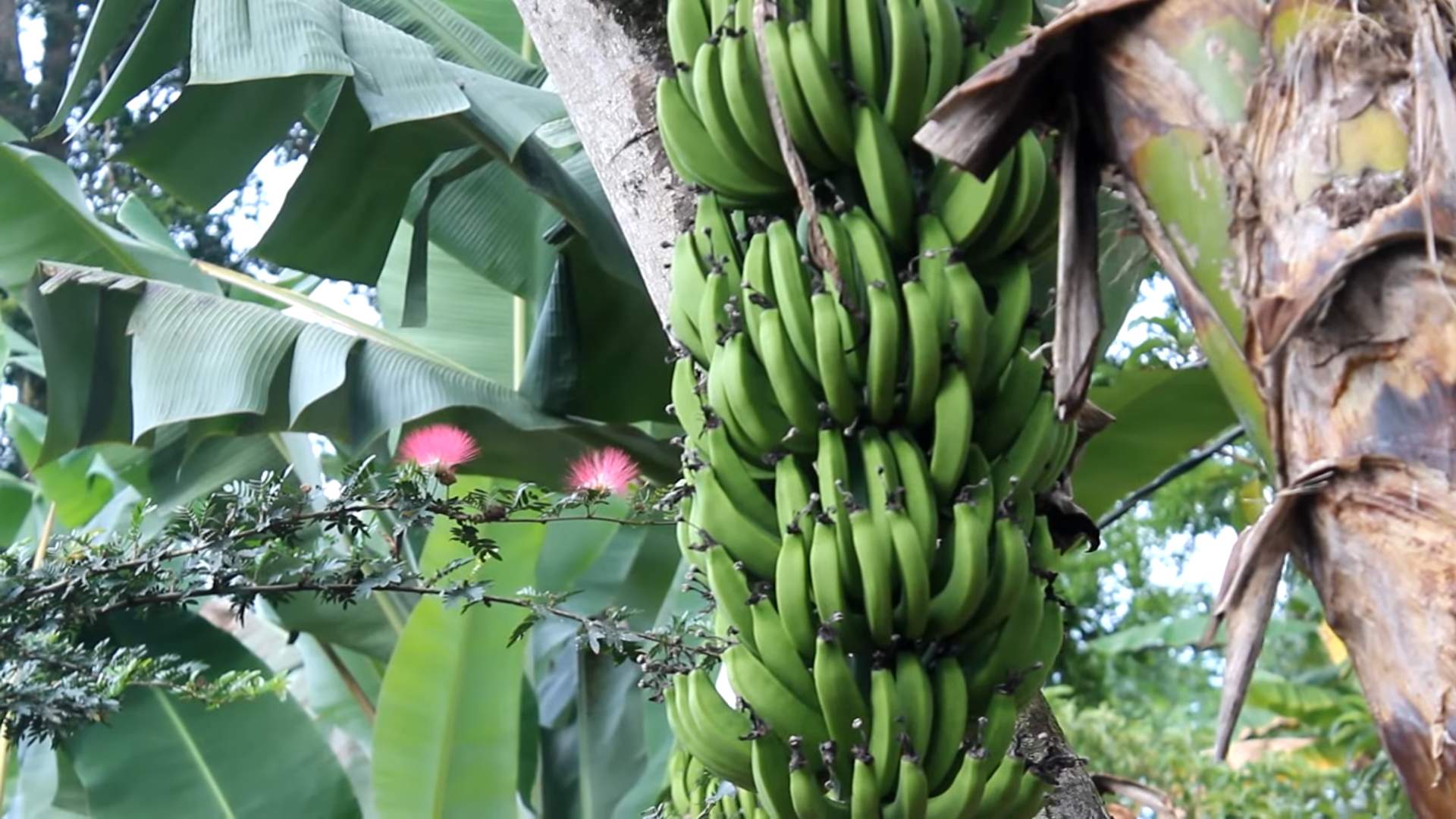 Grow Bananas at Home