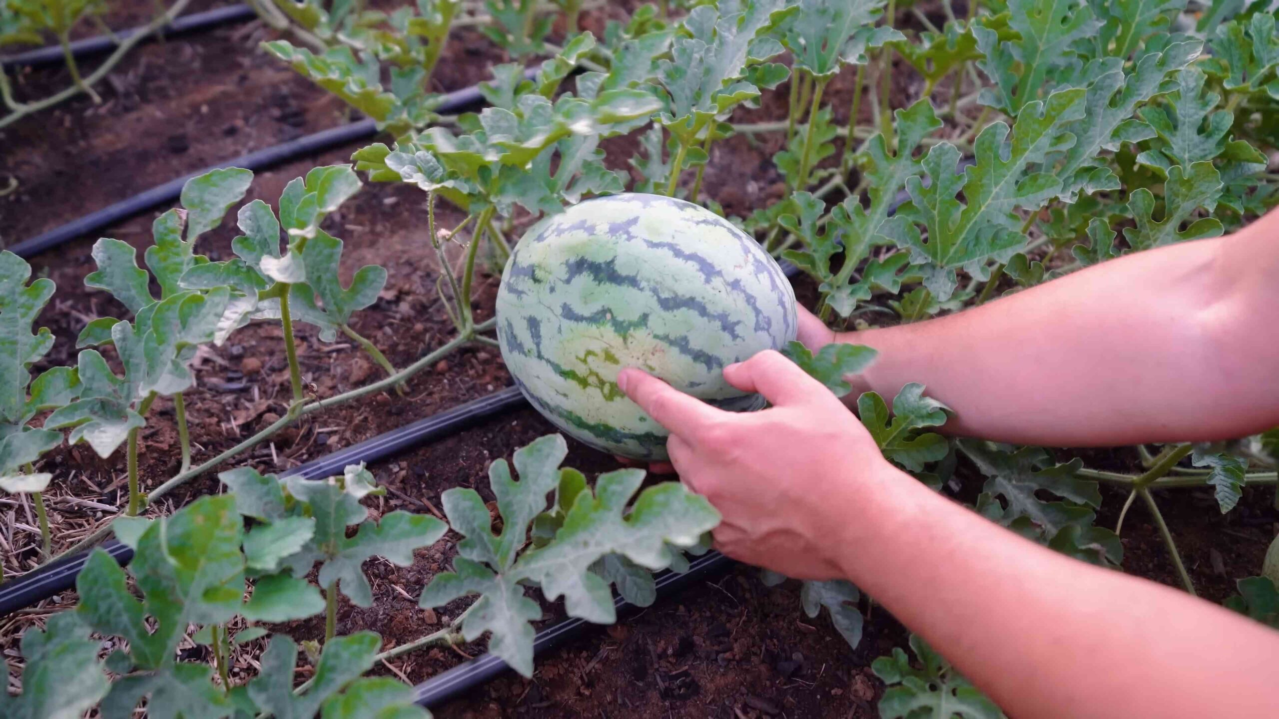 Grow Watermelons Backyard