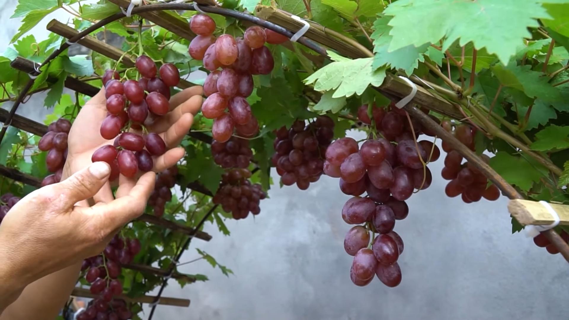 Grapevine Growing Tips