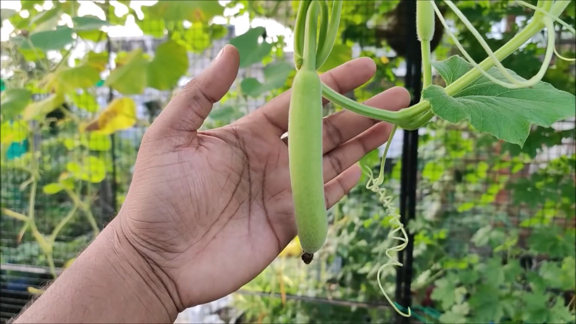 Growing Gourds Beginner's Guide
