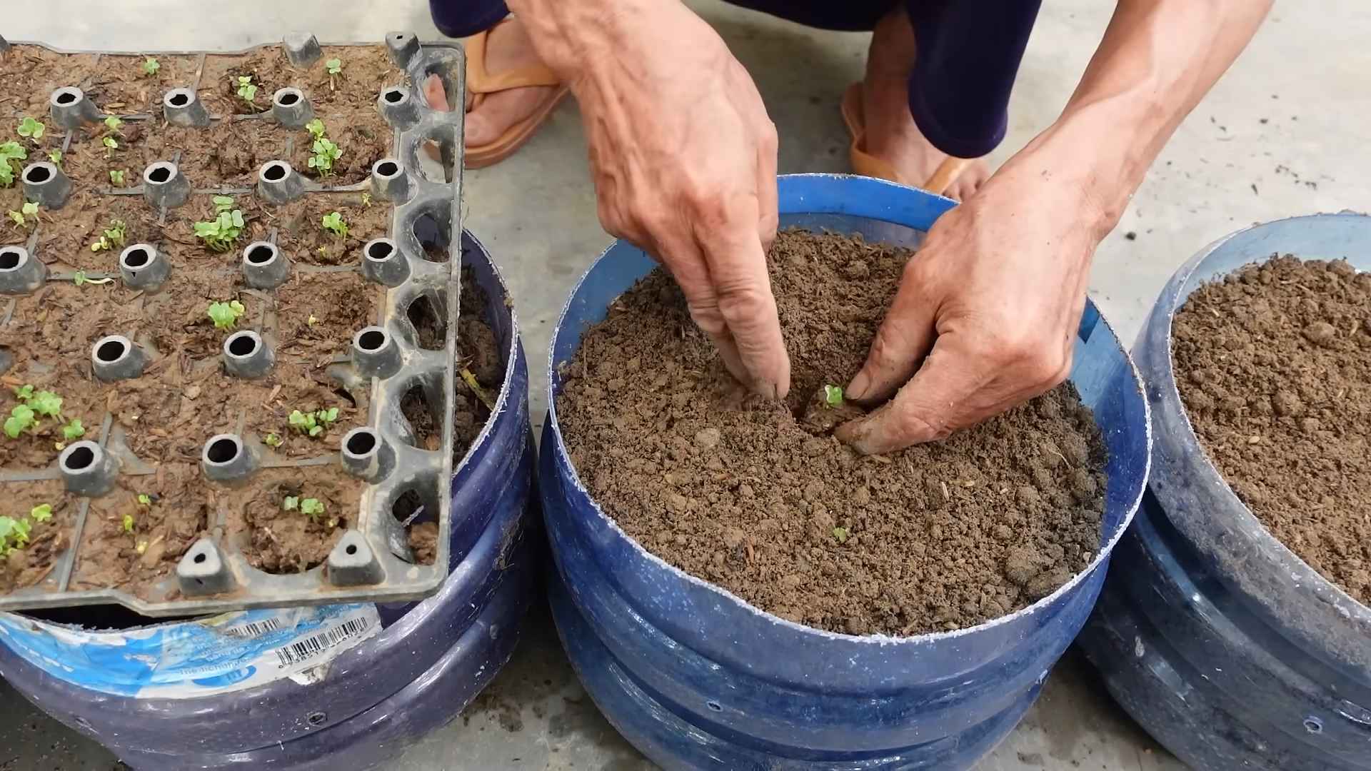 Grow Napa Cabbage